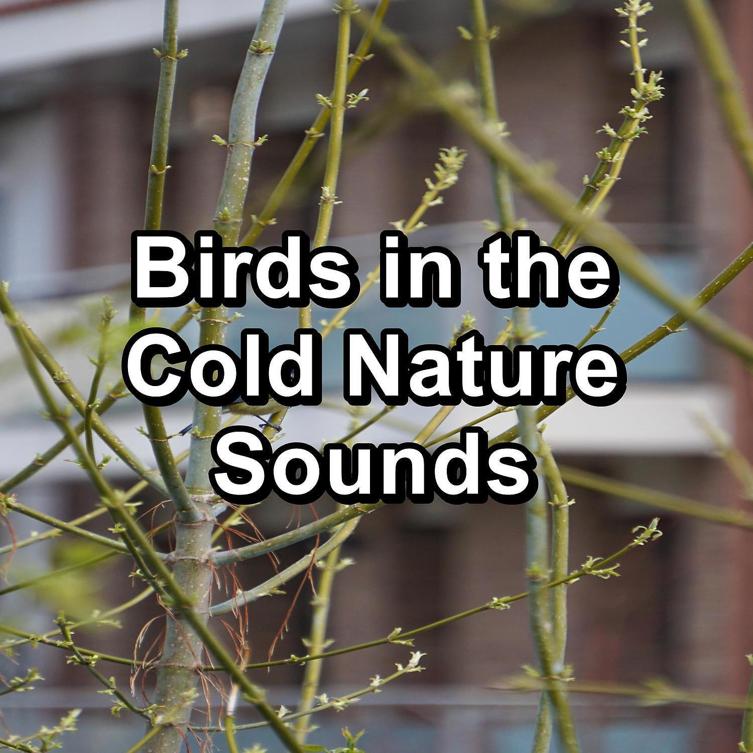Релиз Birds in the Cold Nature Sounds