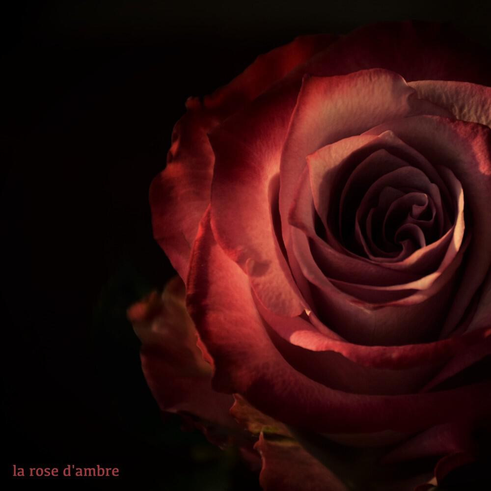Релиз La rose d'ambre