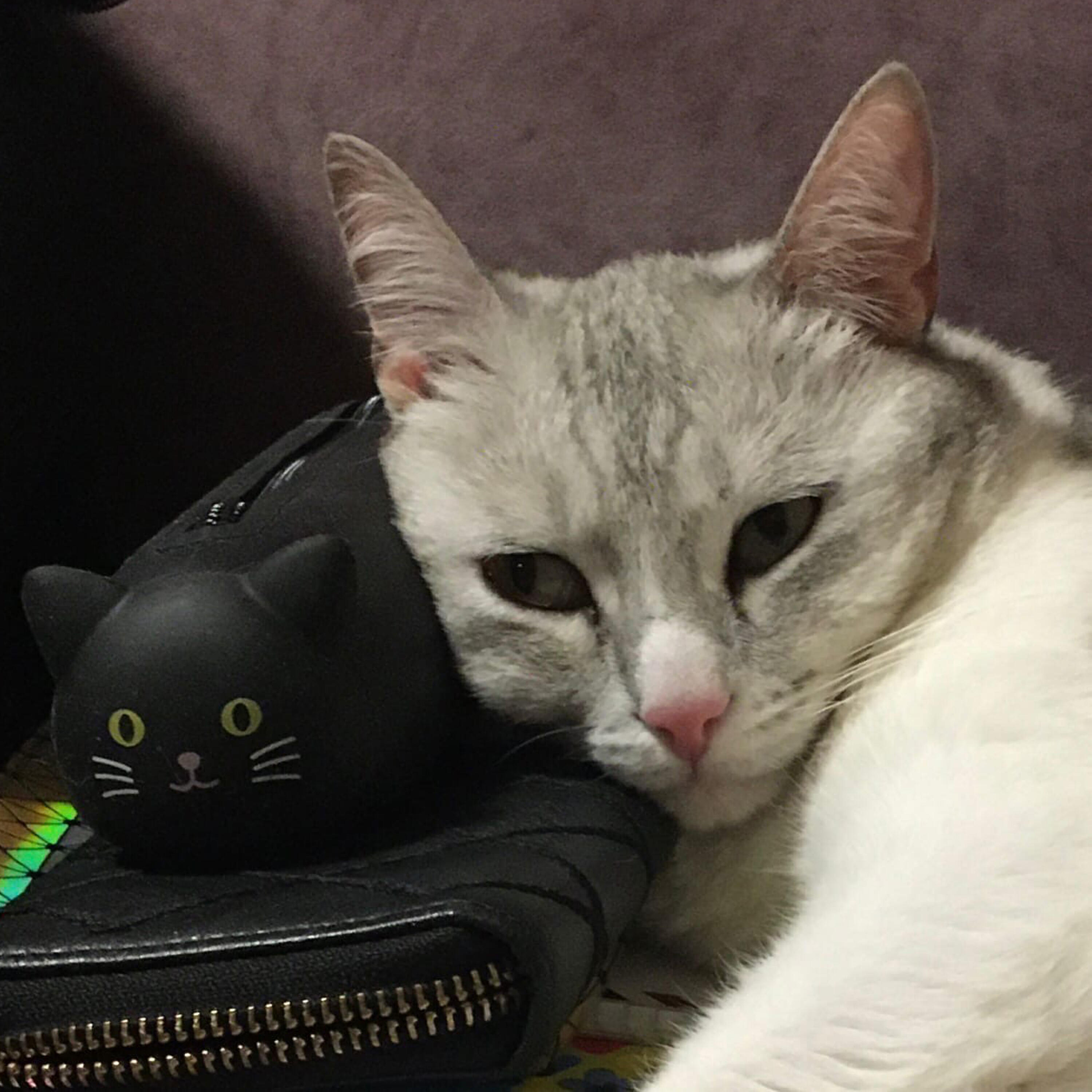 Релиз В ту ночь когда улыбались котики < 3