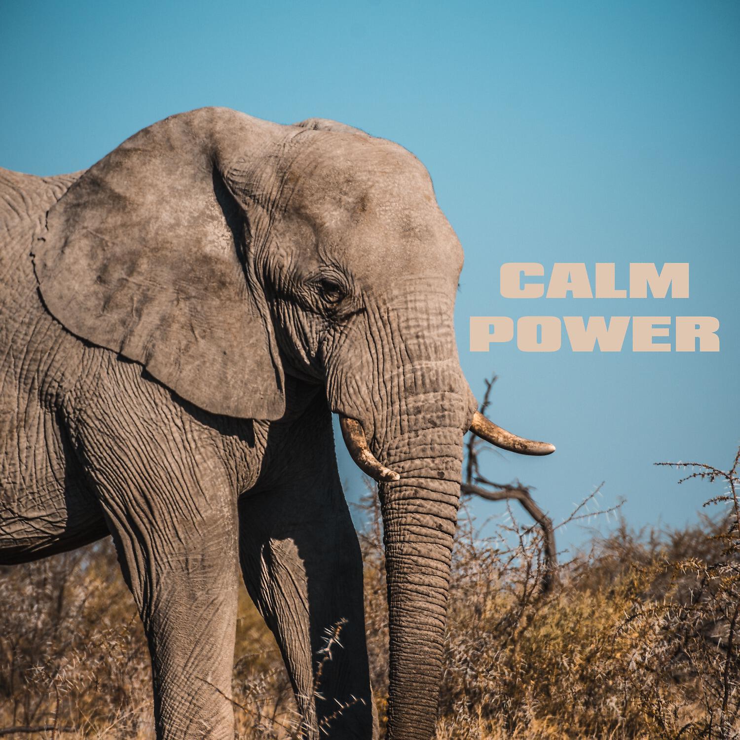 Релиз Calm Power