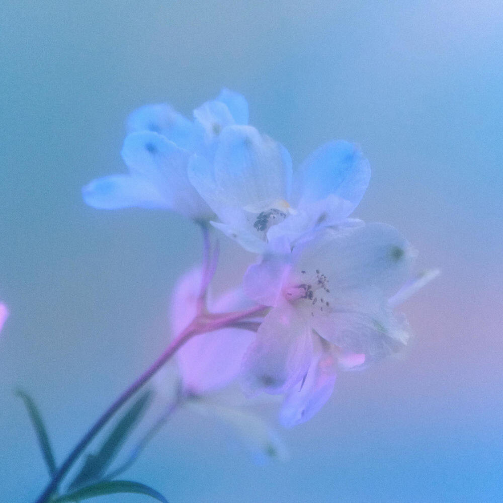 Релиз Blue metaphor