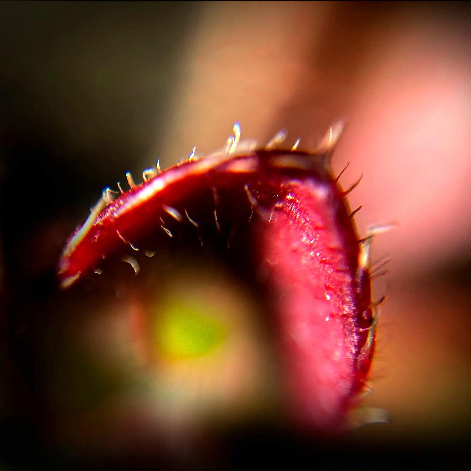 Релиз Autoemoción