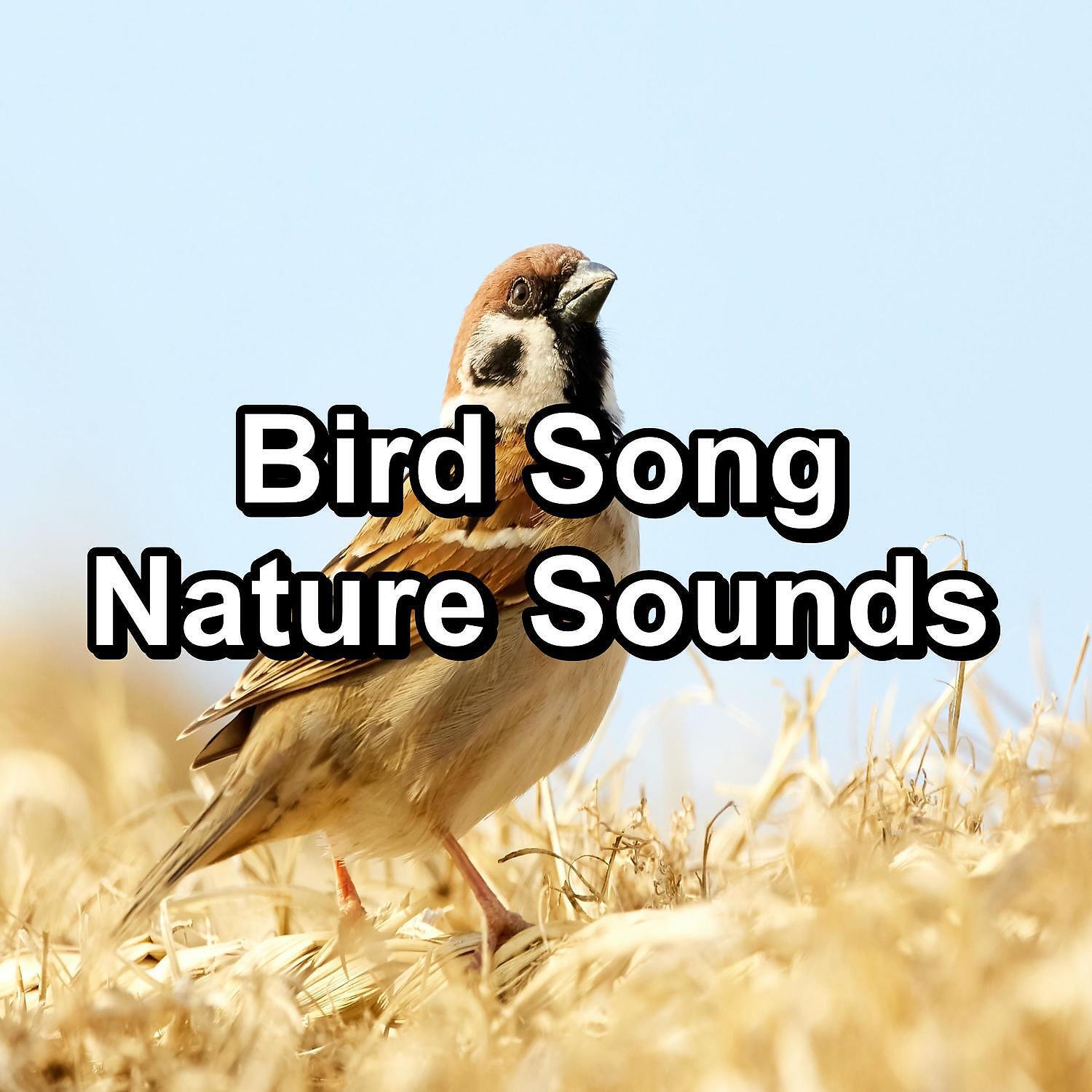 Релиз Bird Song Nature Sounds