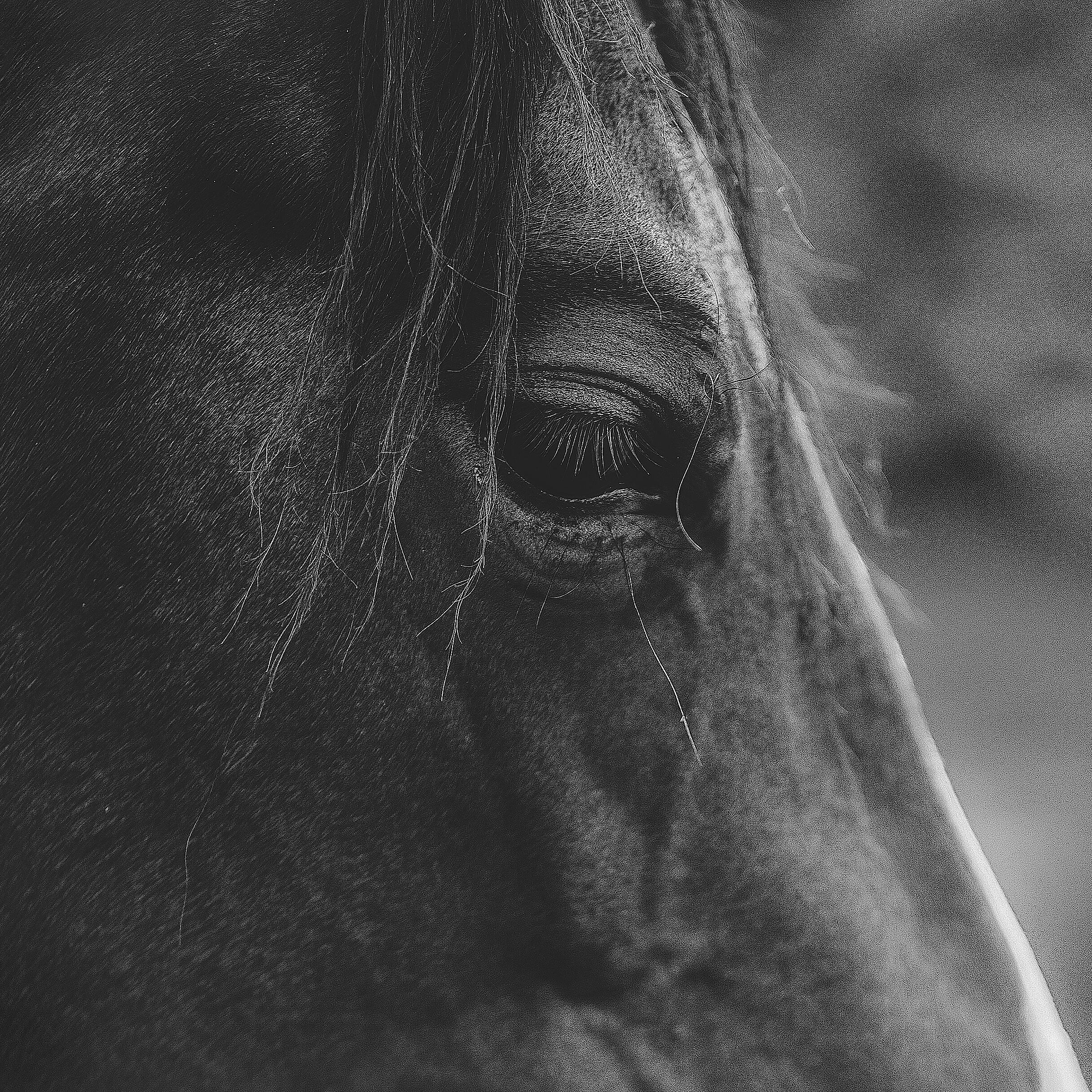 Релиз Until the Horses Come Home