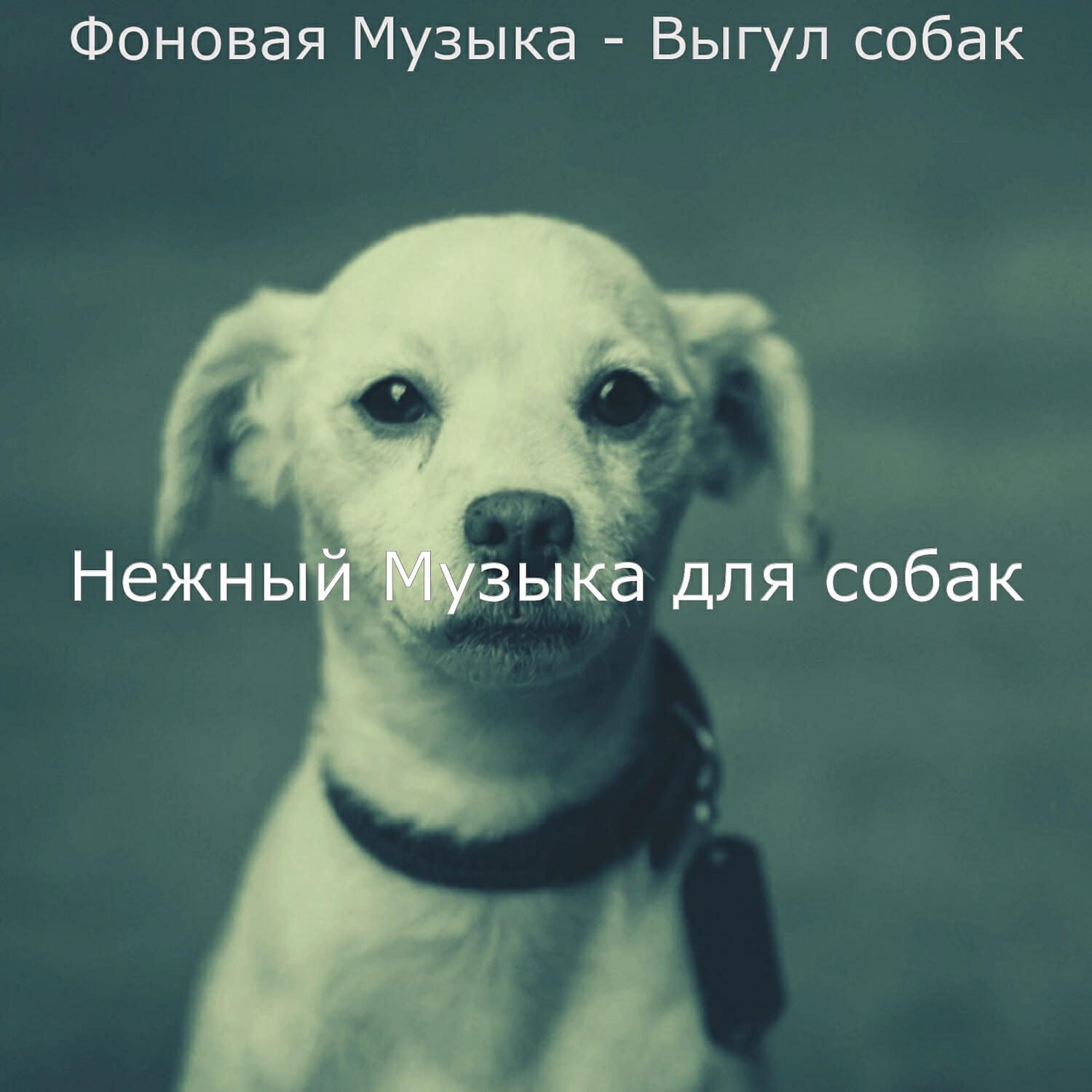 Нежный Музыка для собак