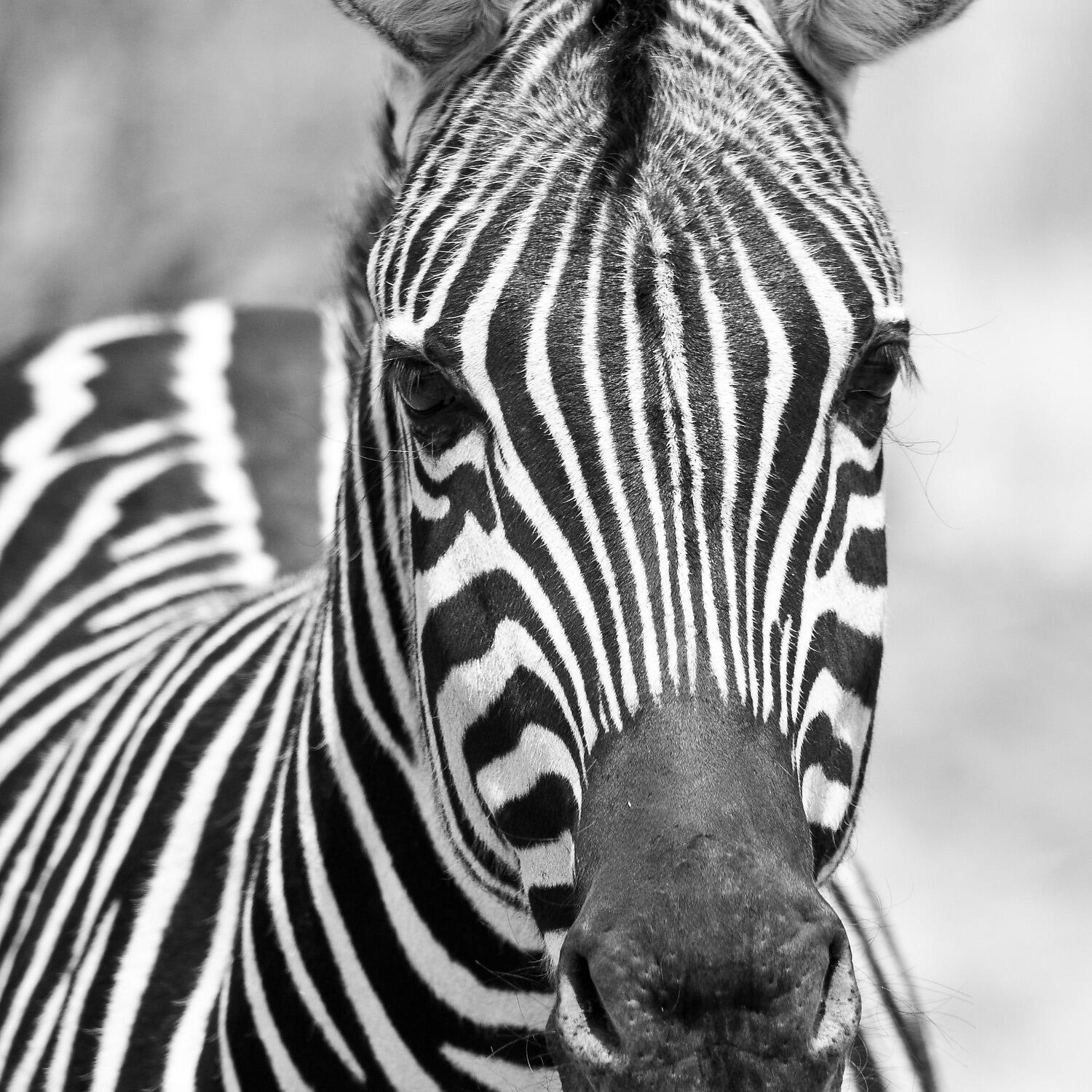 Релиз Zebra