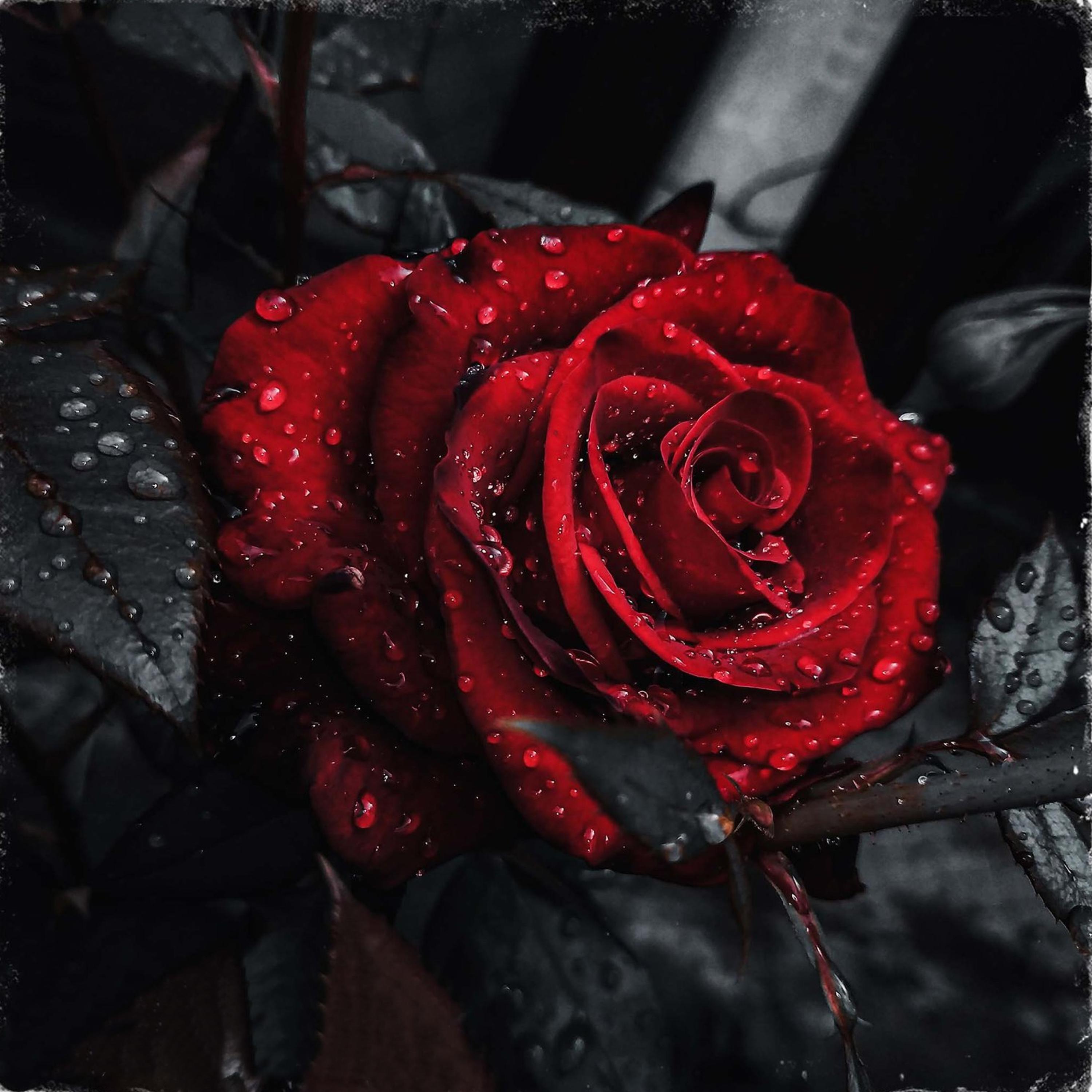 Релиз Dope N Love