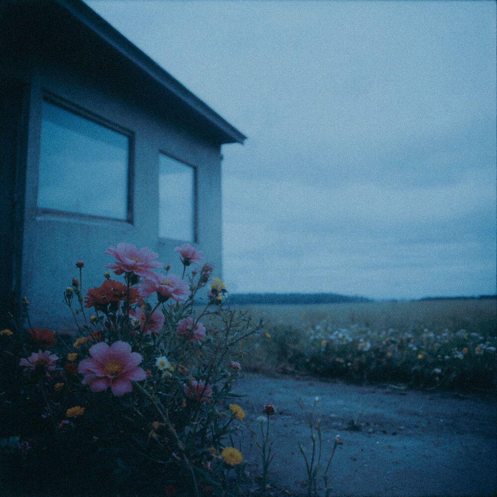 Релиз flowers in the wind