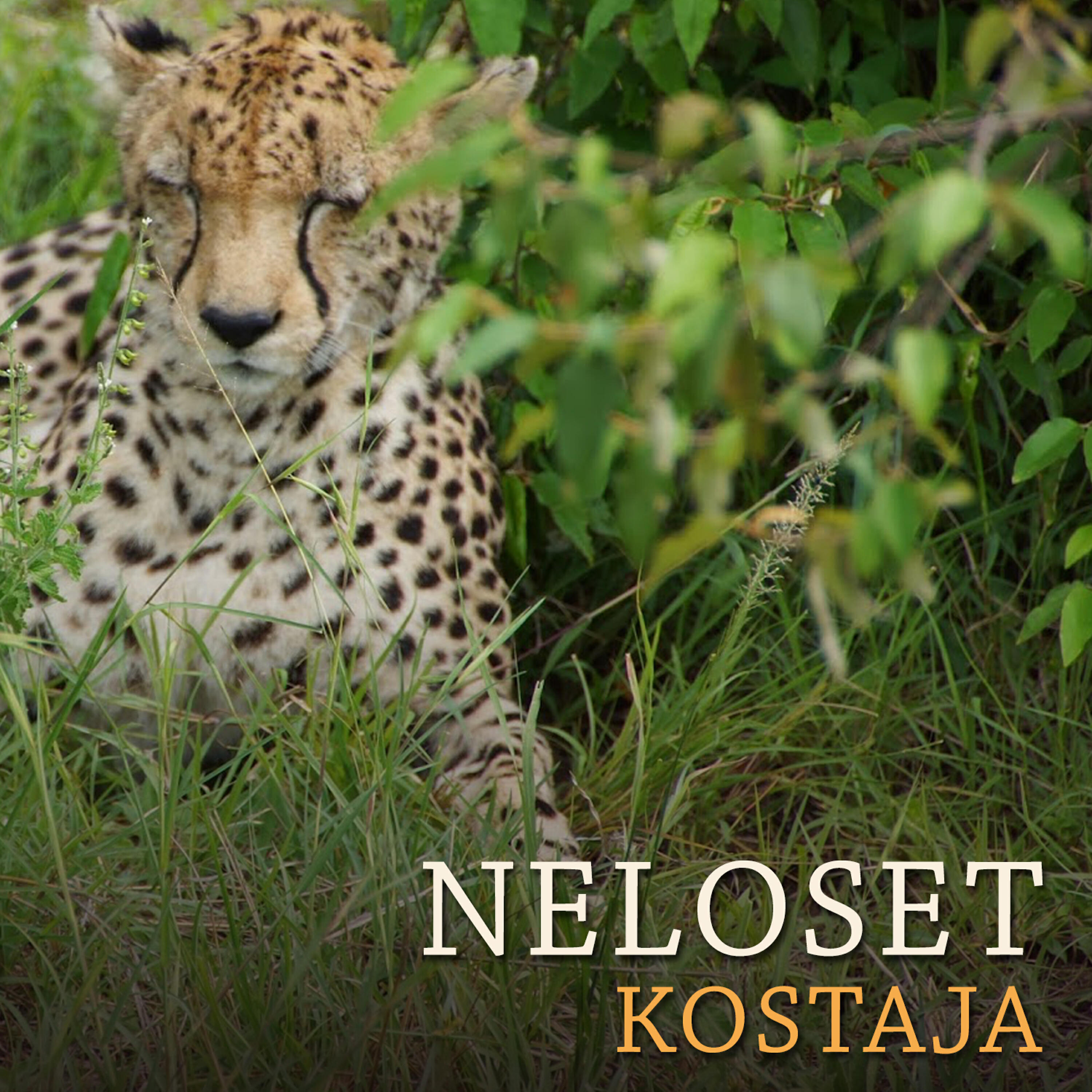Релиз Kostaja
