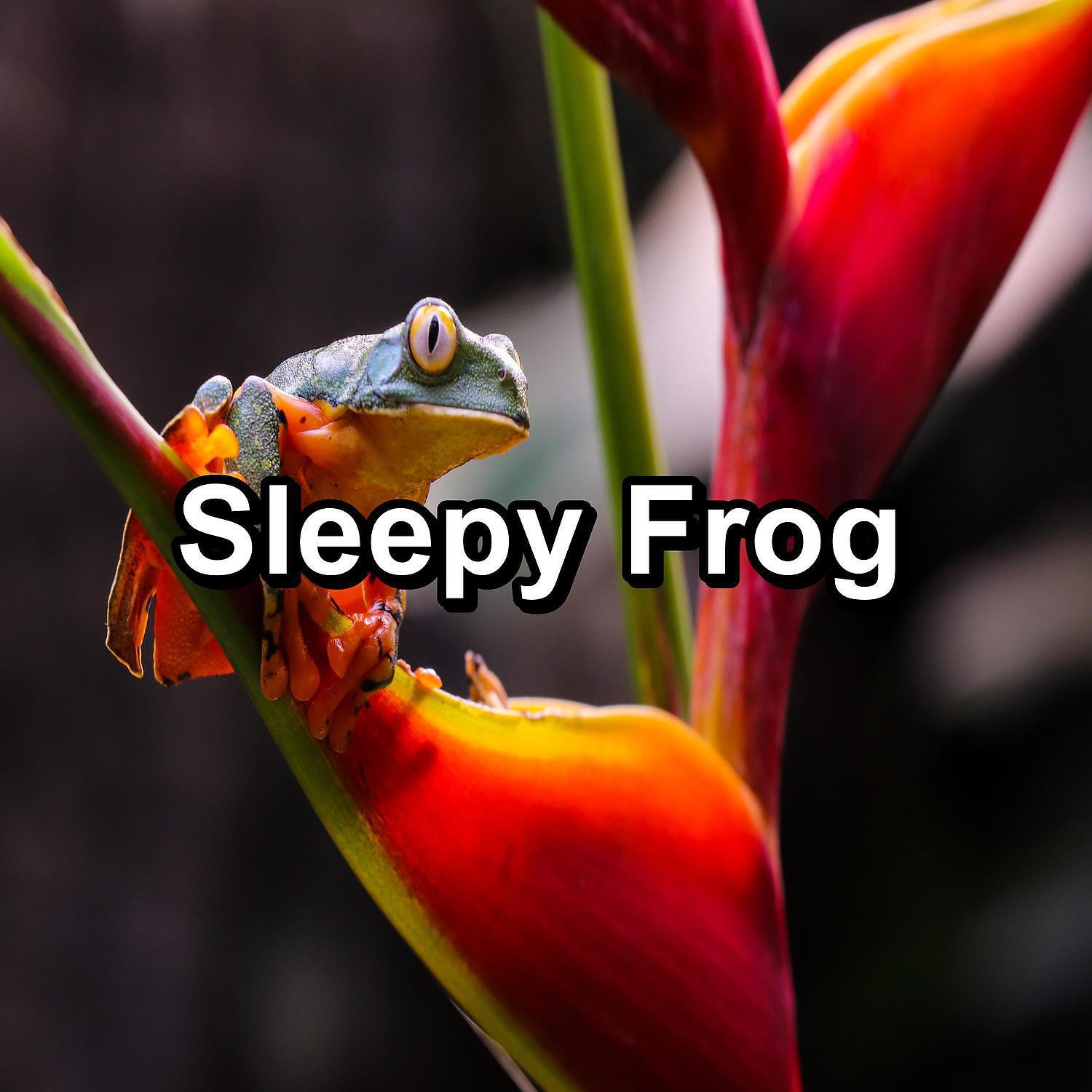 Релиз Sleepy Frog