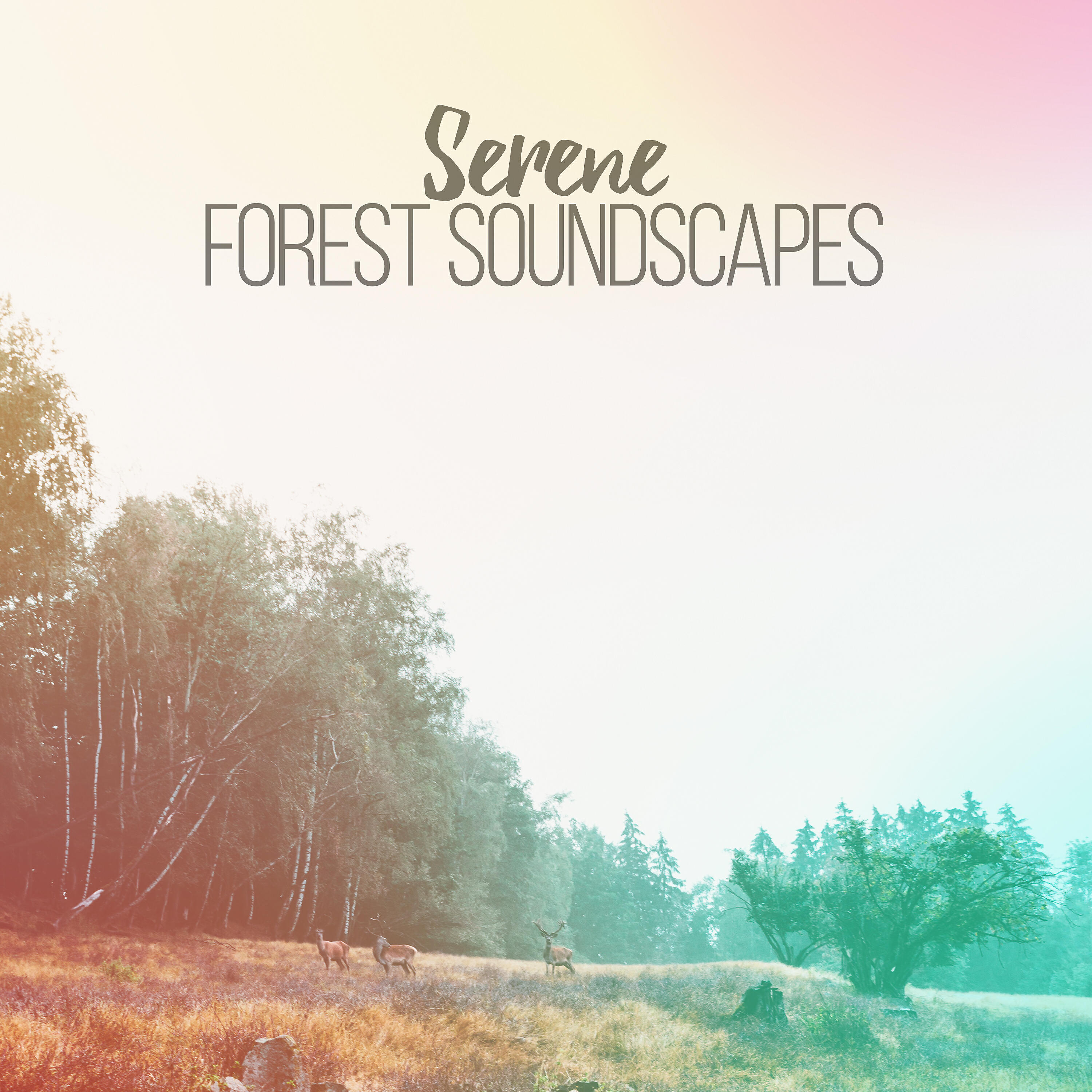 Релиз Serene Forest Soundscapes
