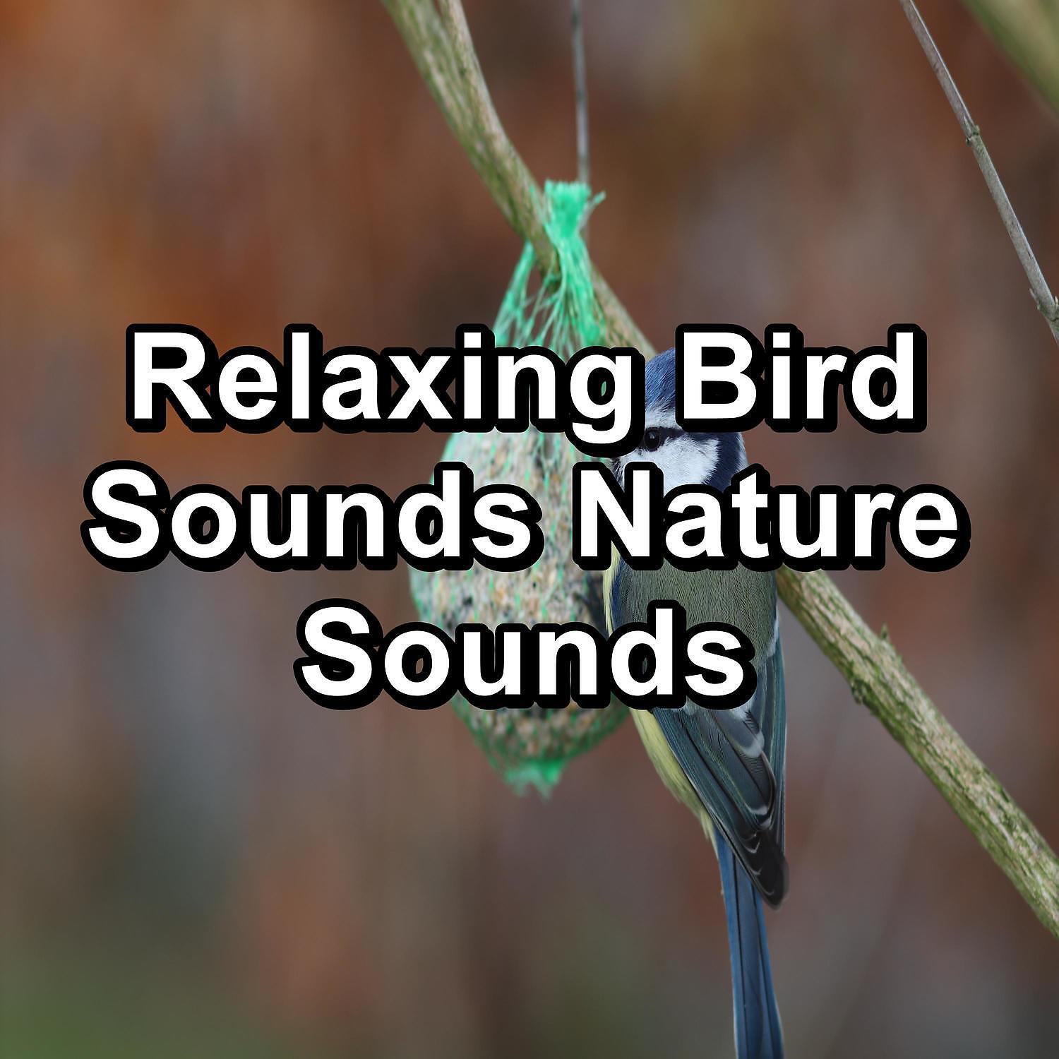 Релиз Relaxing Bird Sounds Nature Sounds