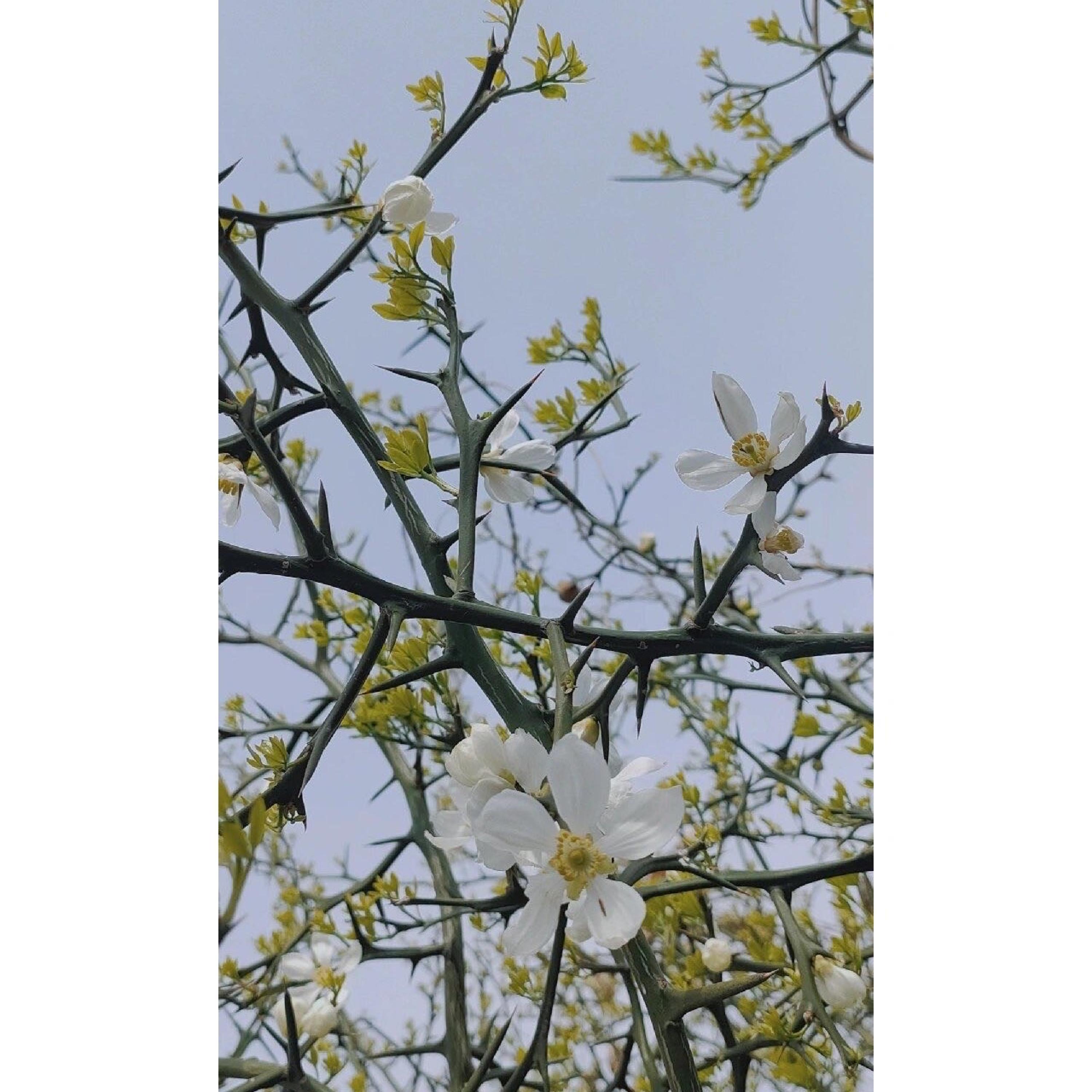 Релиз 沙漠与荆棘花