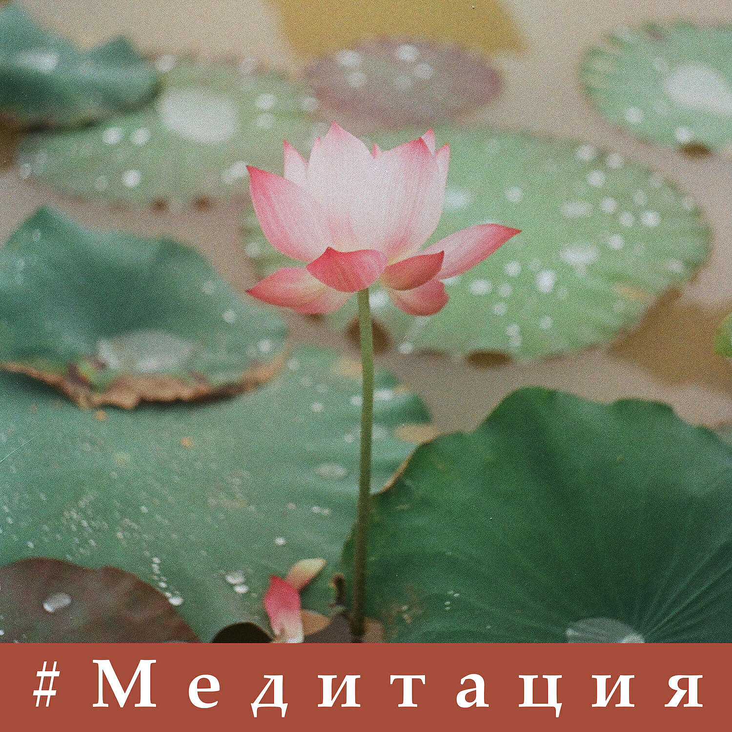 Постер альбома #Медитация: Глубокая внимательность, Буддийская музыка, Успокаивающая природа