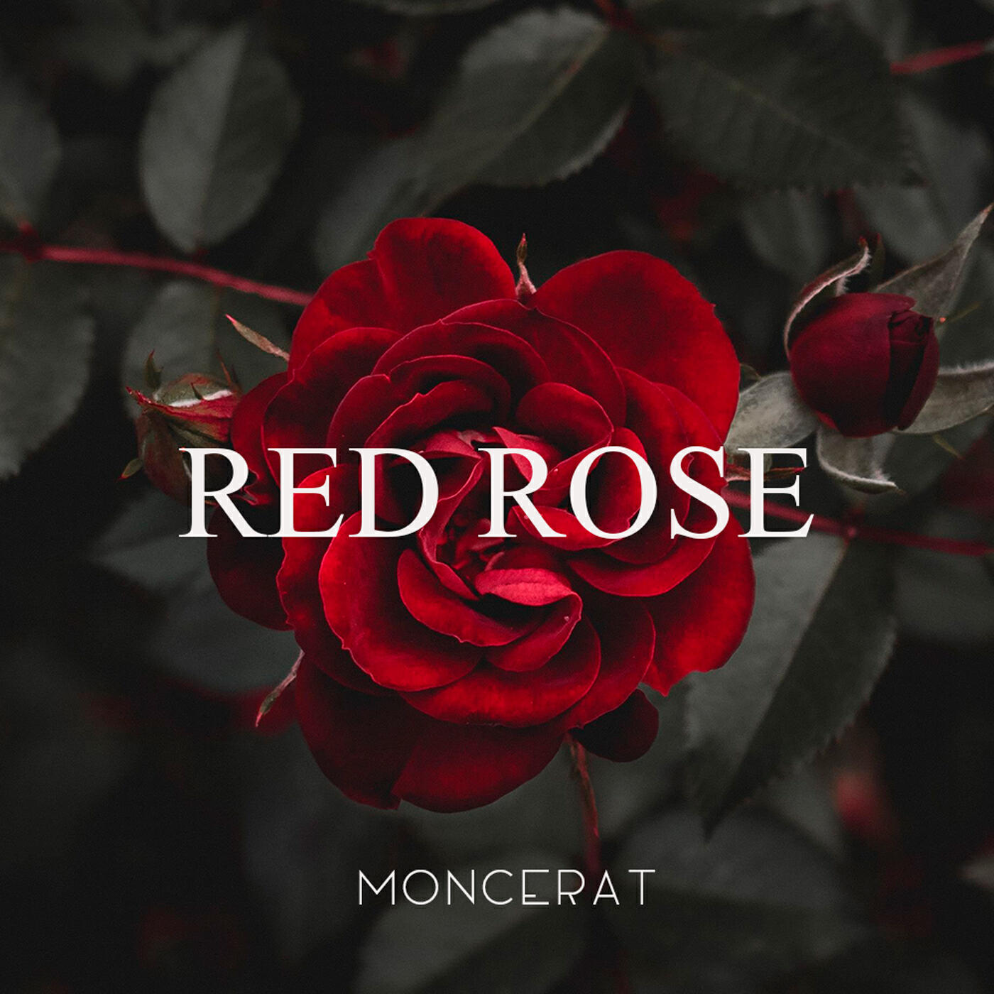 Релиз Red Rose