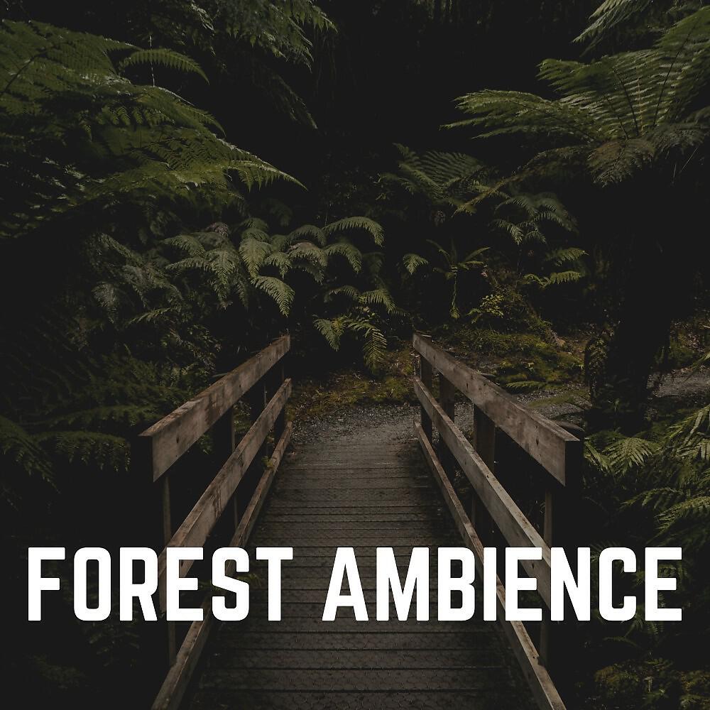 Релиз Forest Ambience