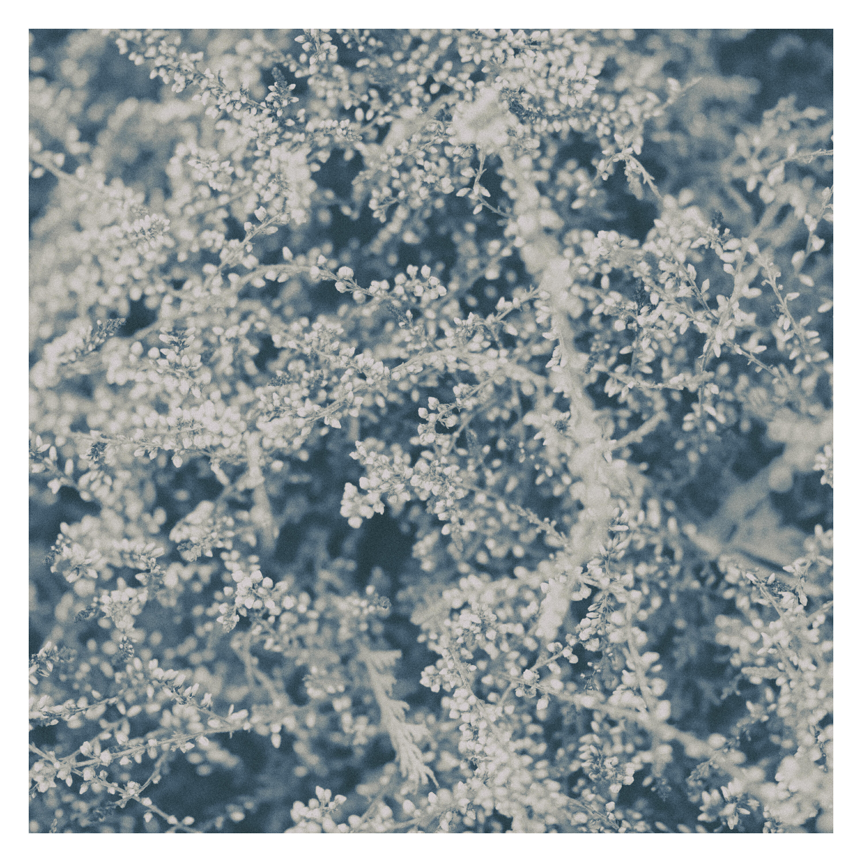 Релиз Afternoon Menuet