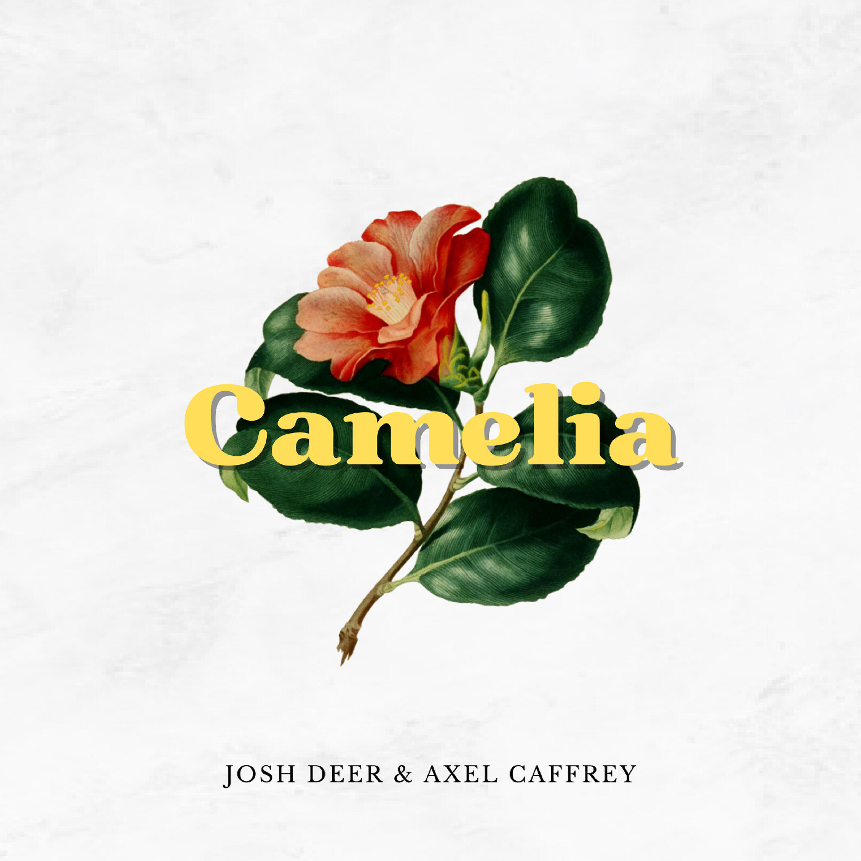 Релиз Camelia