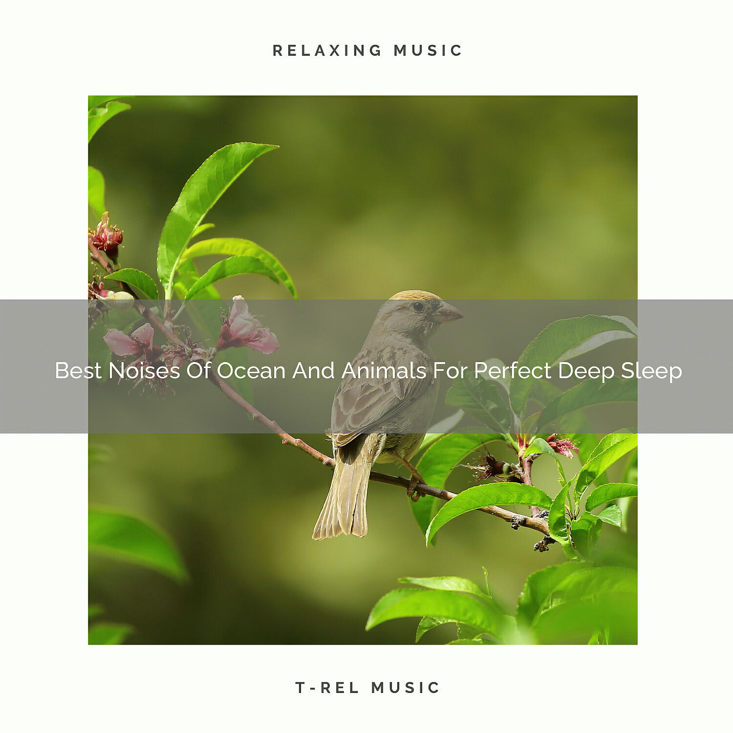 Релиз Best Noises Of Ocean And Animals For Perfect Deep Sleep