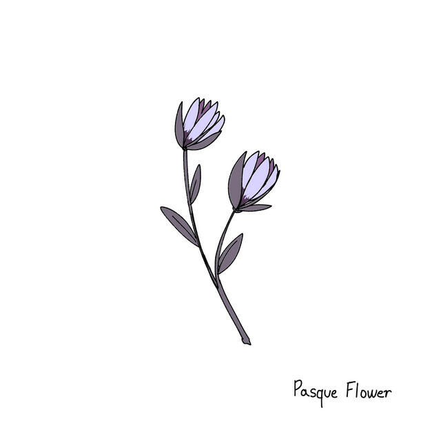 Релиз Pasque Flower