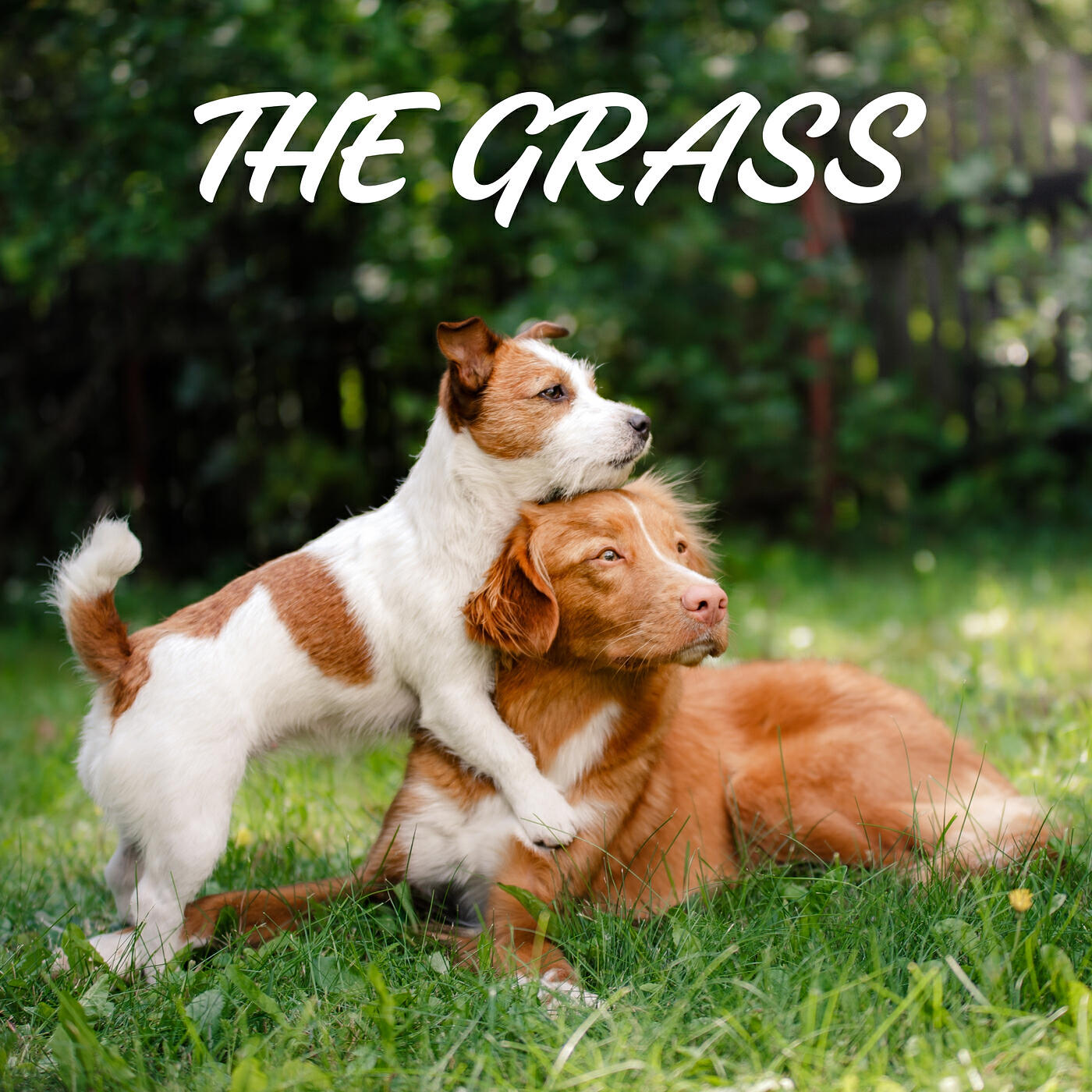 Релиз The Grass