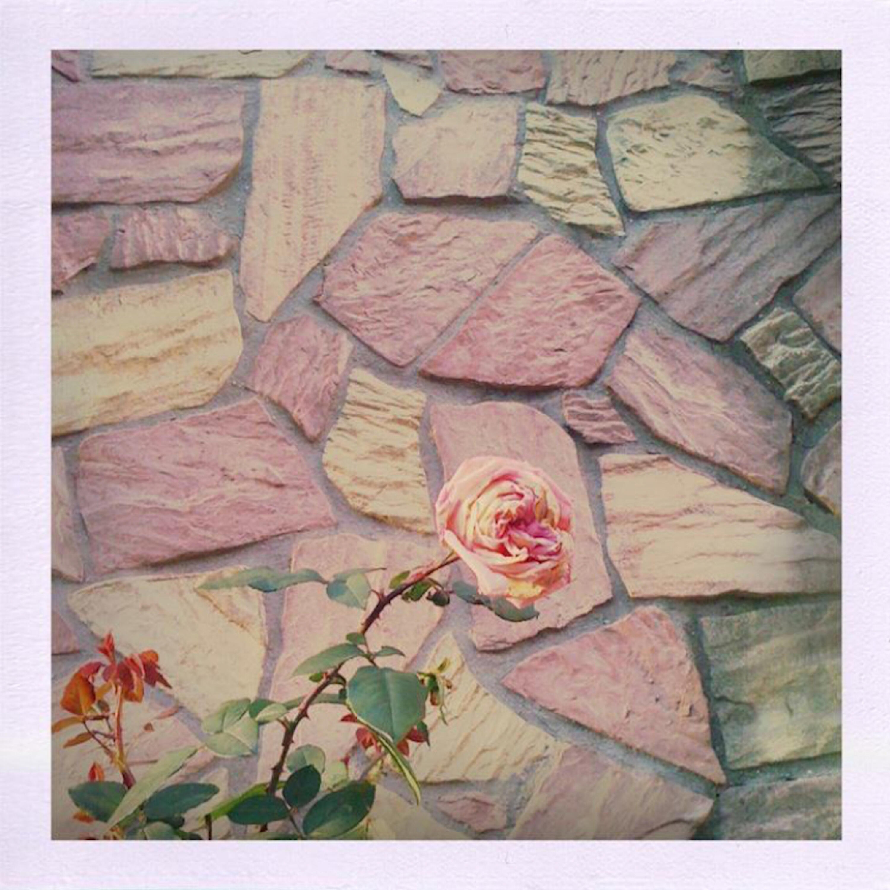 Релиз Blooming of the Rose