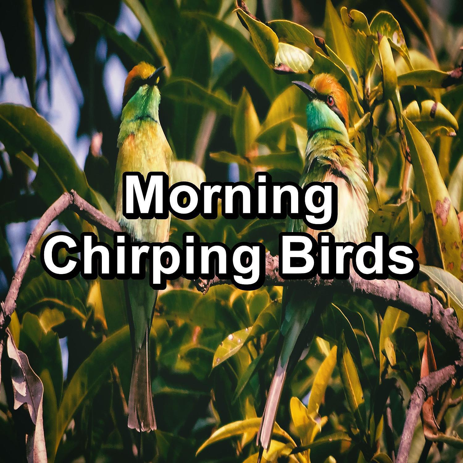 Релиз Morning Chirping Birds
