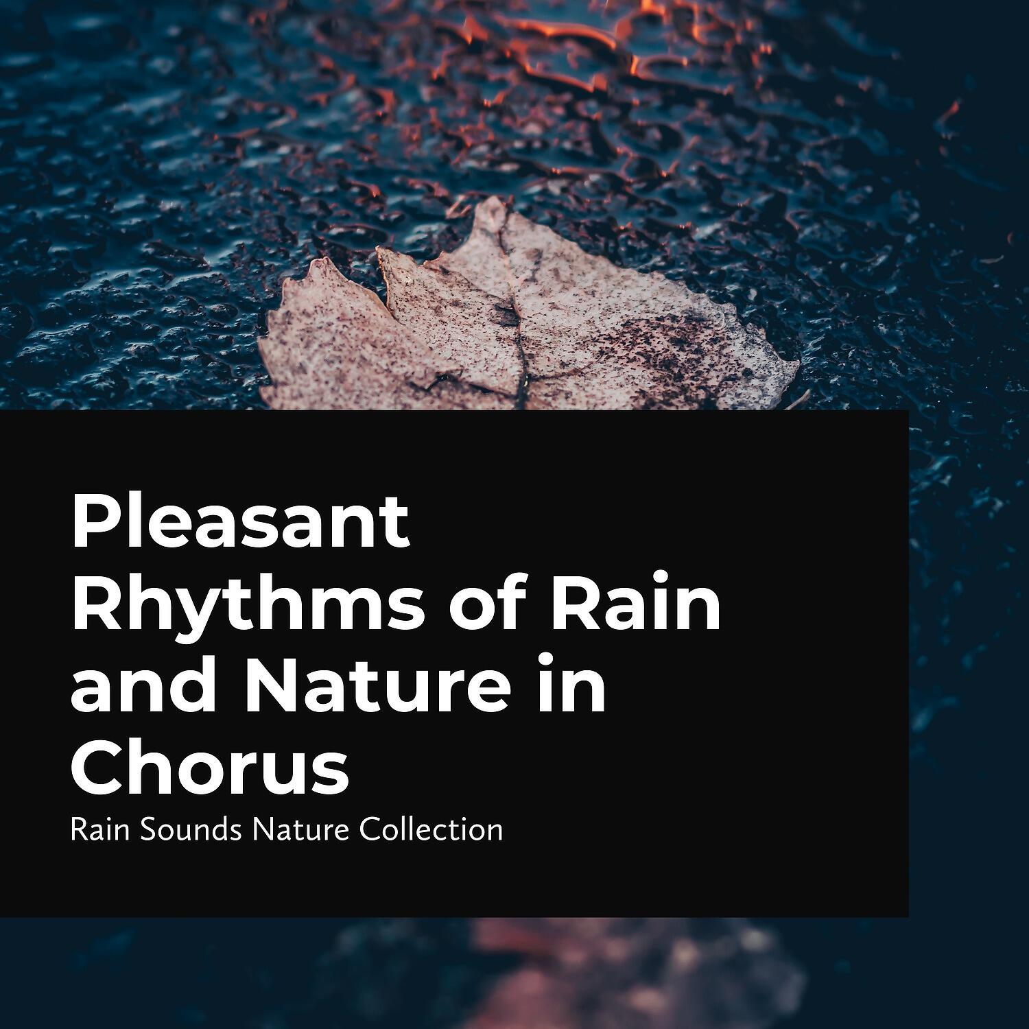 Релиз Pleasant Rhythms of Rain and Nature in Chorus