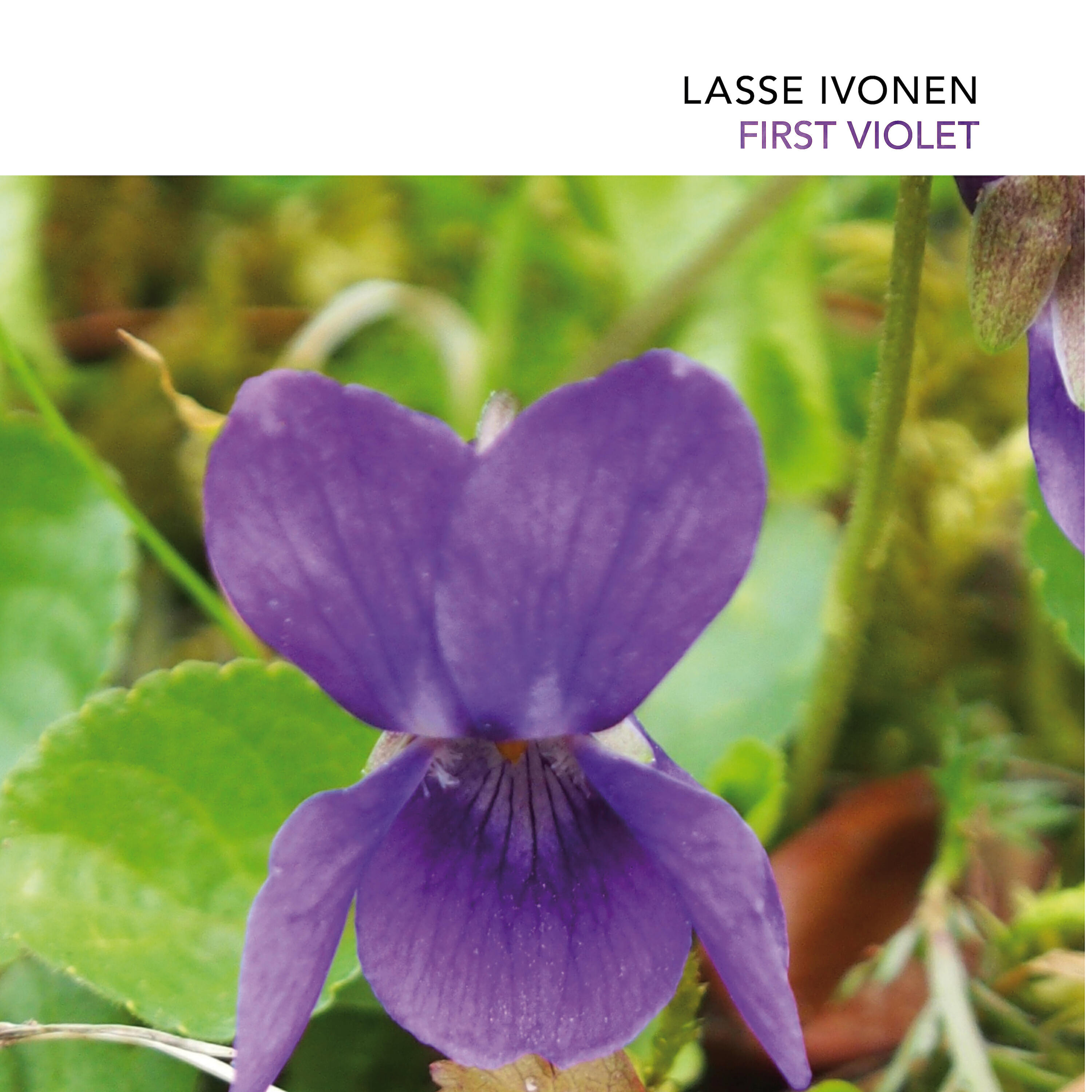 Релиз First Violet