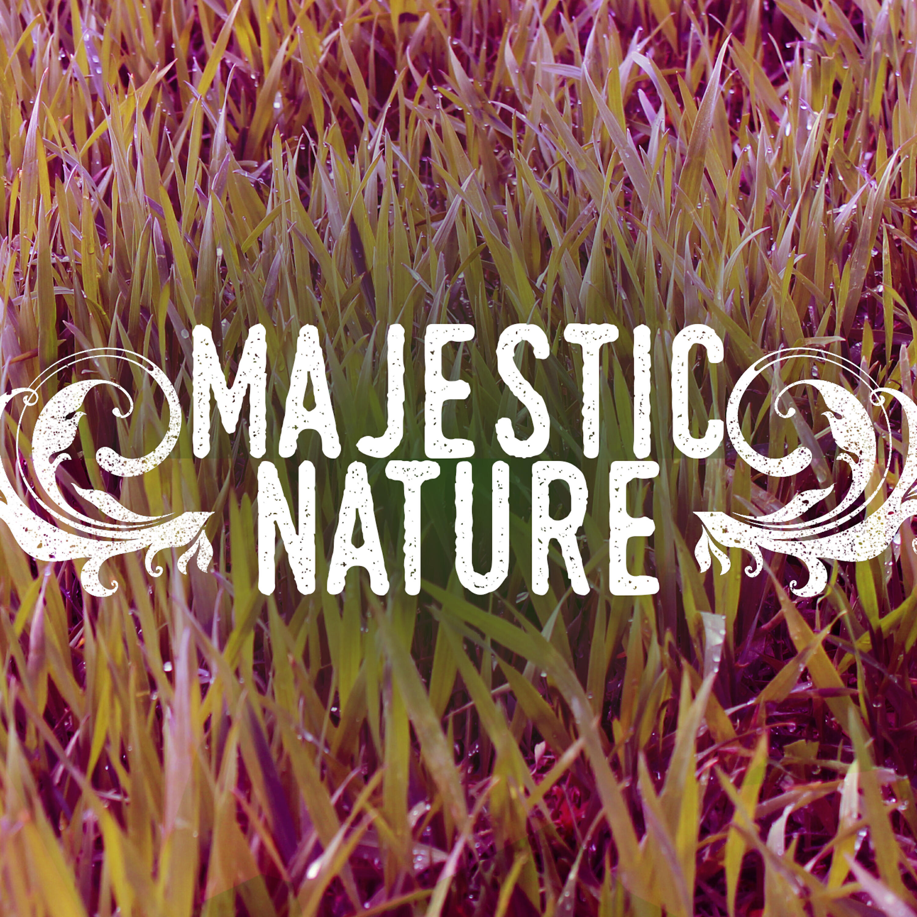 Релиз Majestic Nature