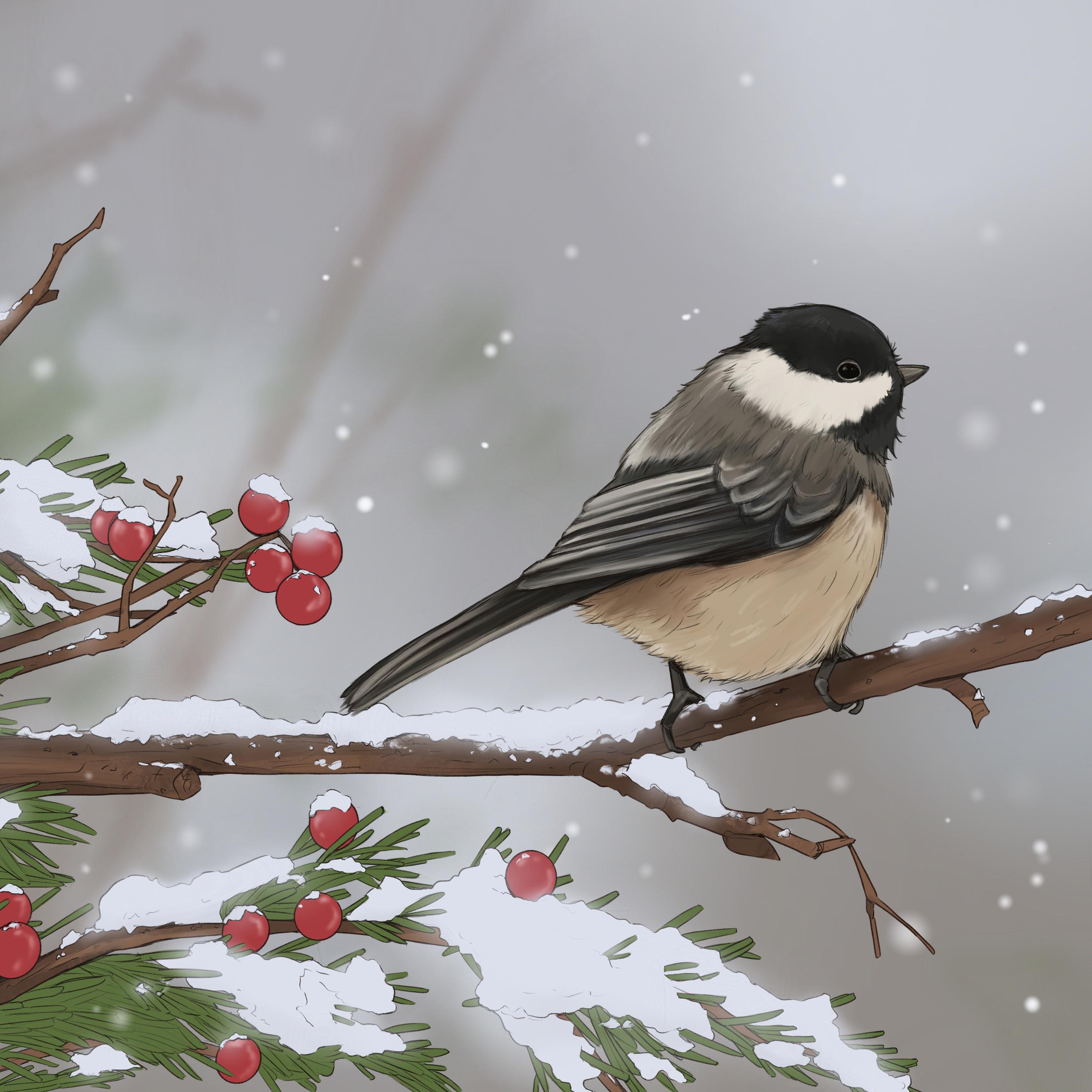 Релиз Black-capped Chickadee
