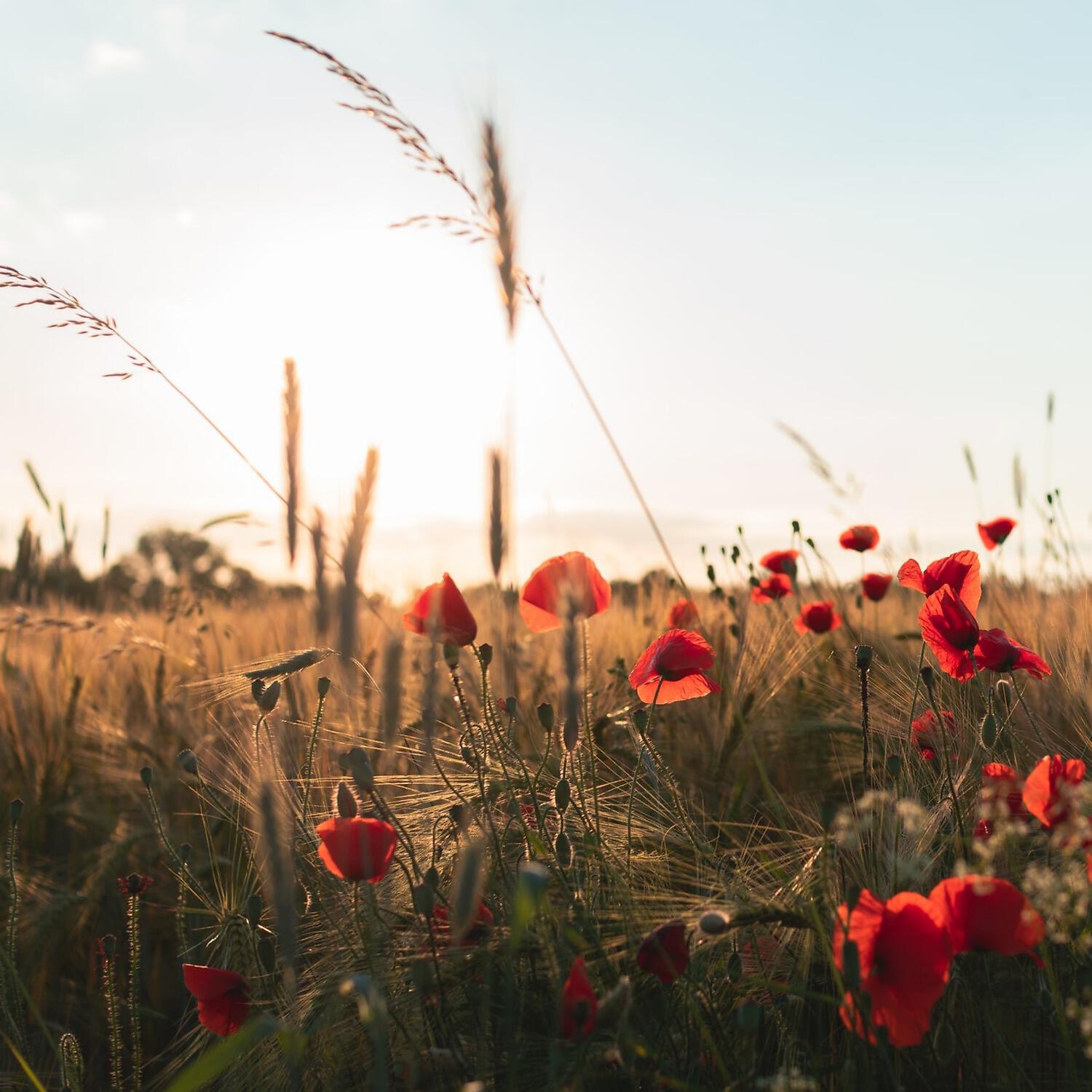Релиз Fields