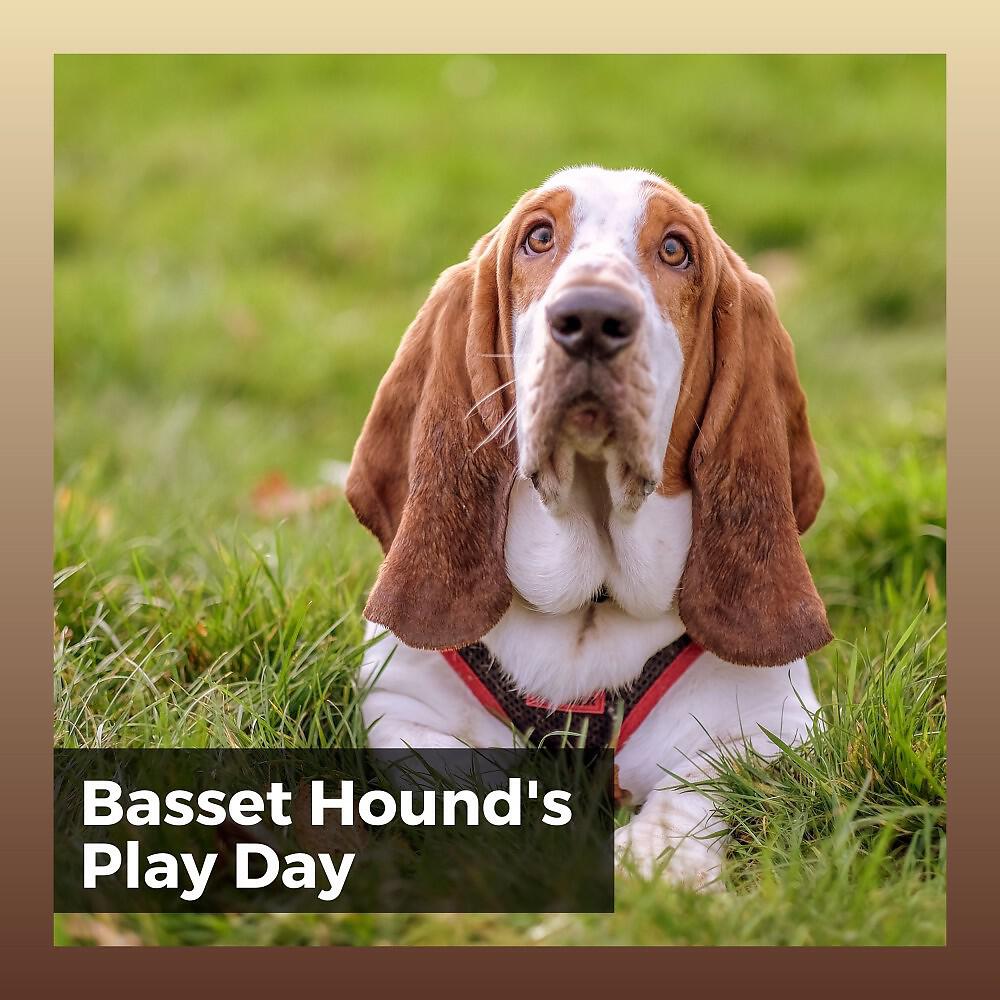 Релиз Basset Hound's Play Day