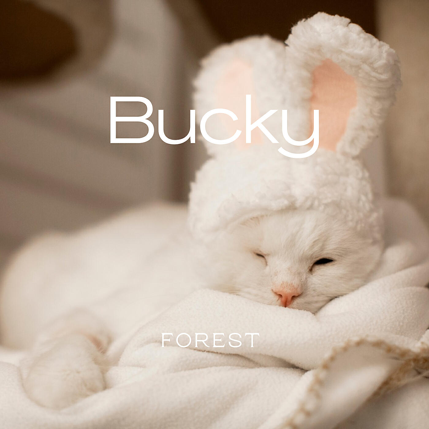 Релиз Bucky