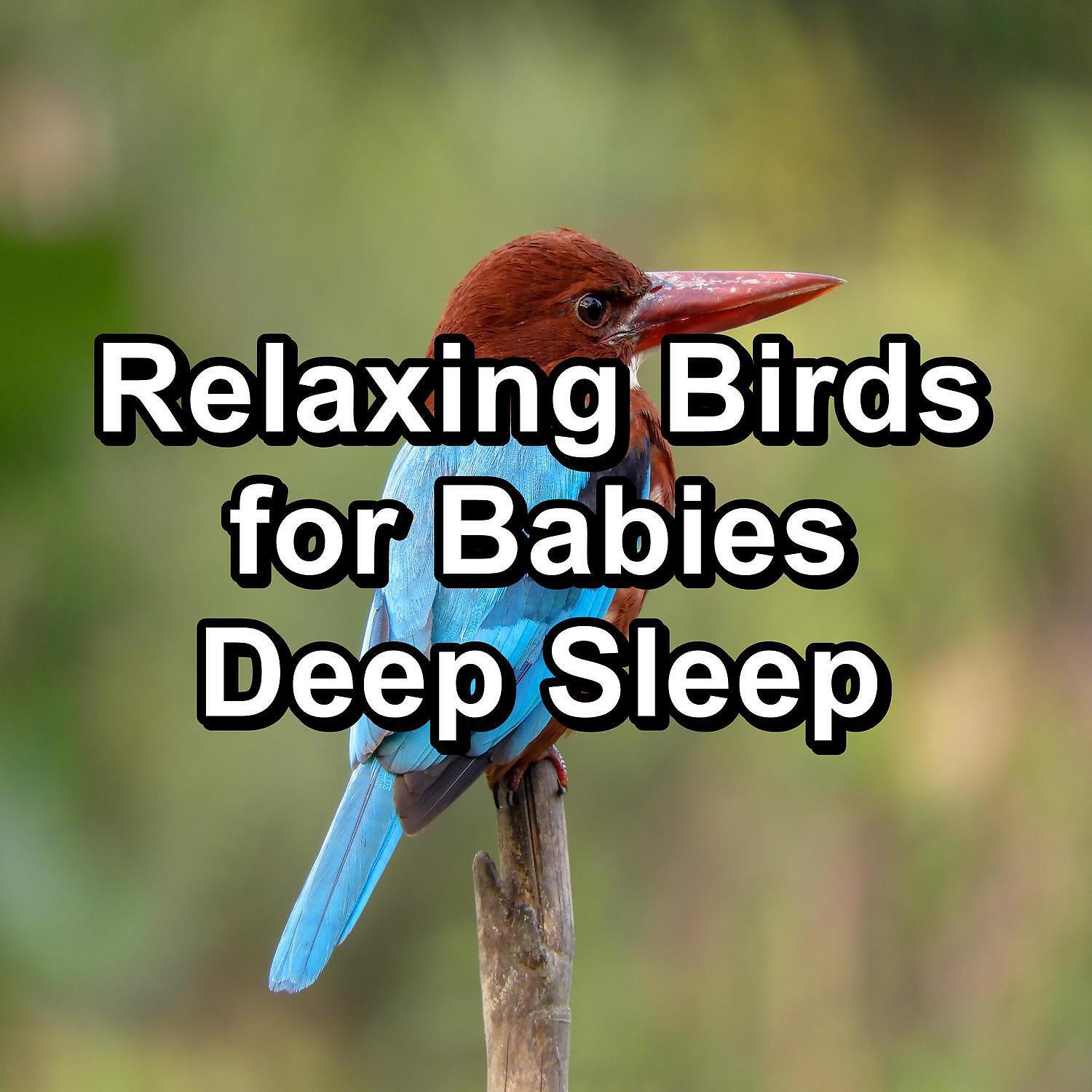 Релиз Relaxing Birds for Babies Deep Sleep