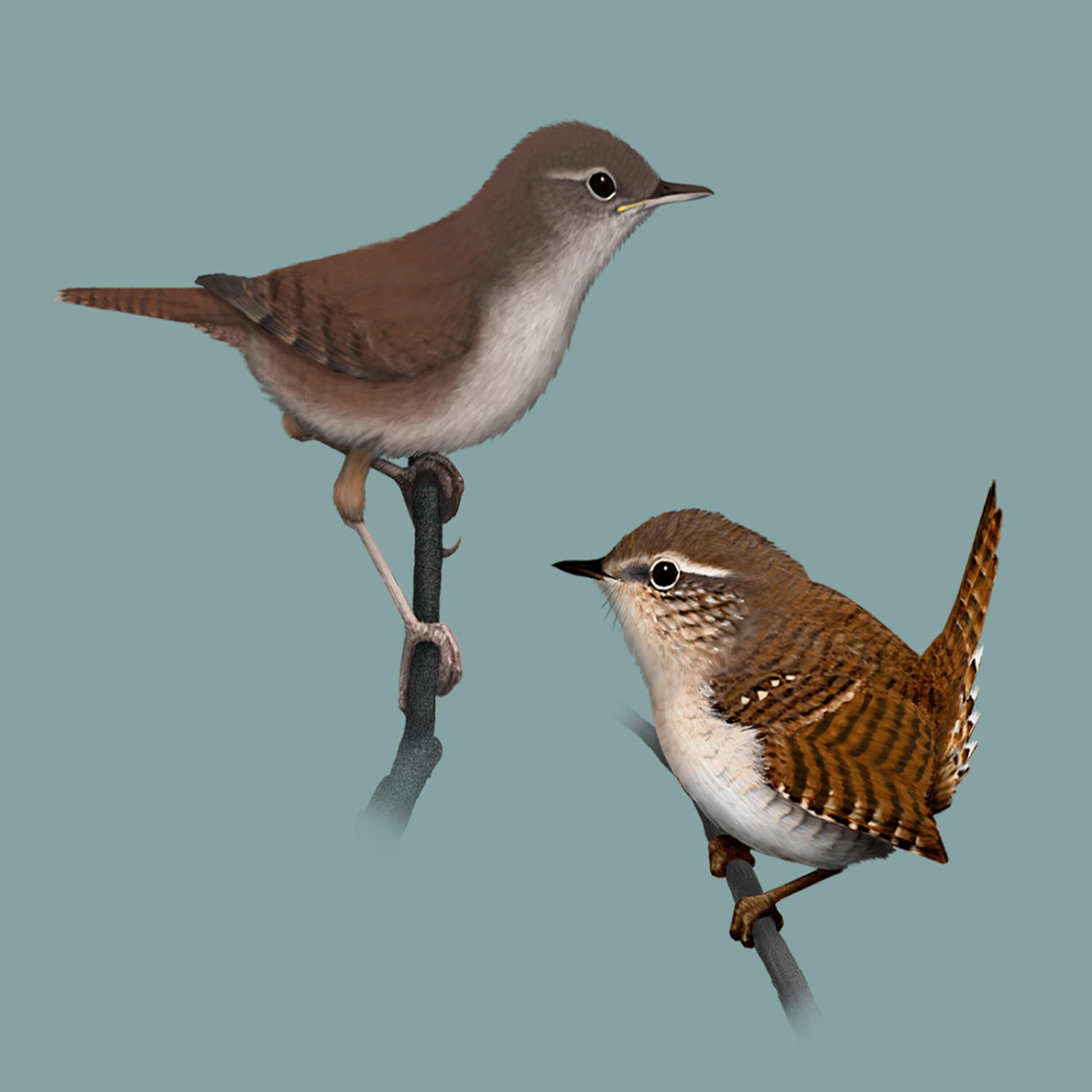 Релиз Bird call: Wren