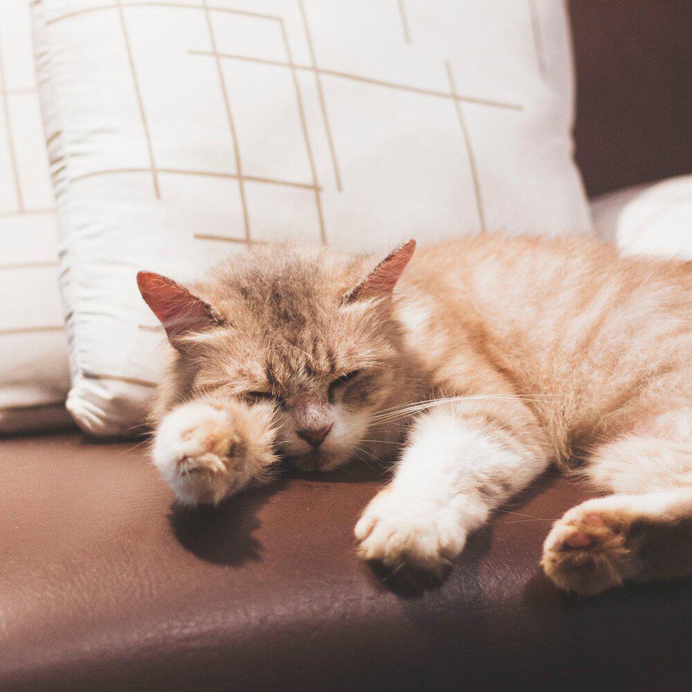 Релиз Музыка для кошек и котов. Когда питомец один дома.