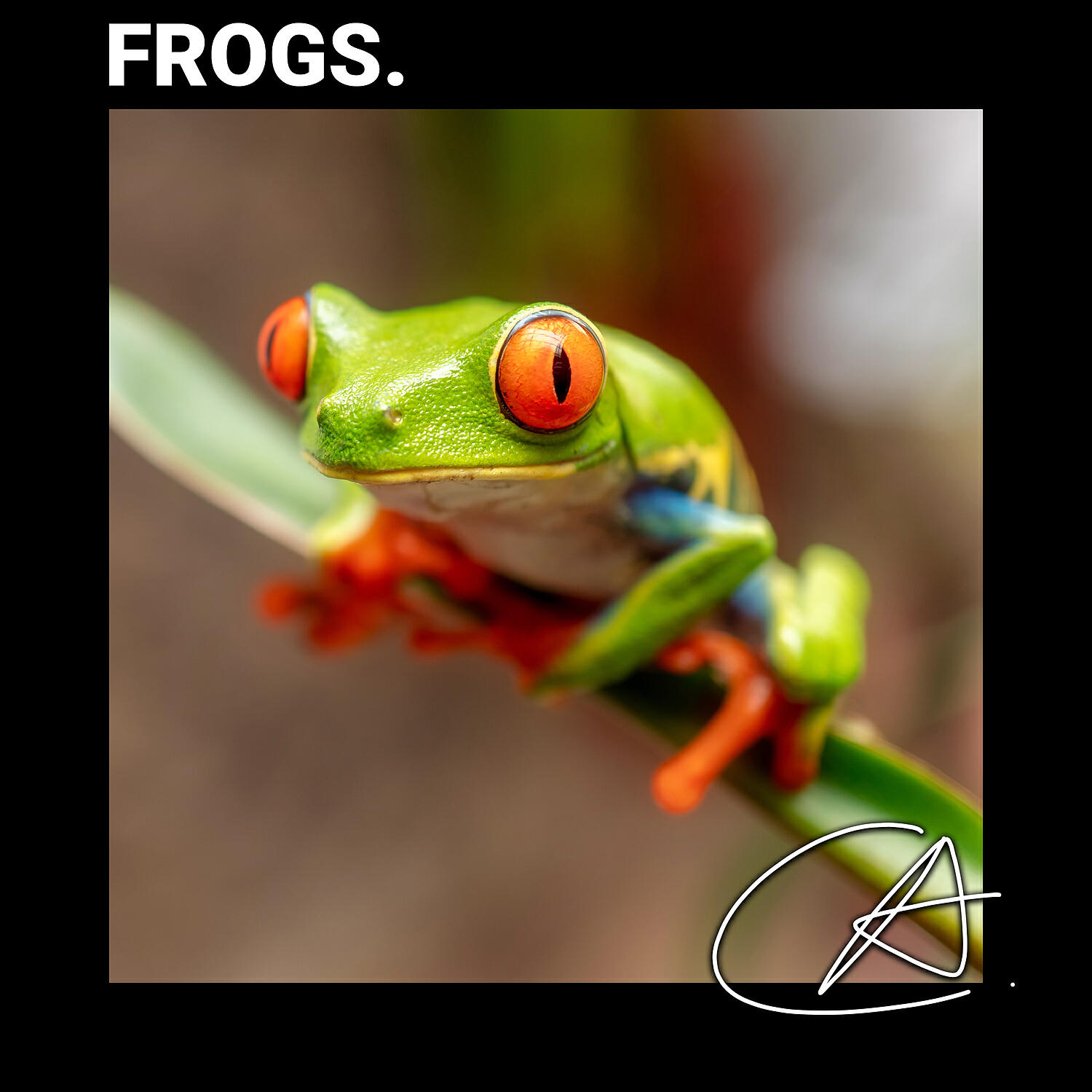 Релиз Nature Frog Sounds