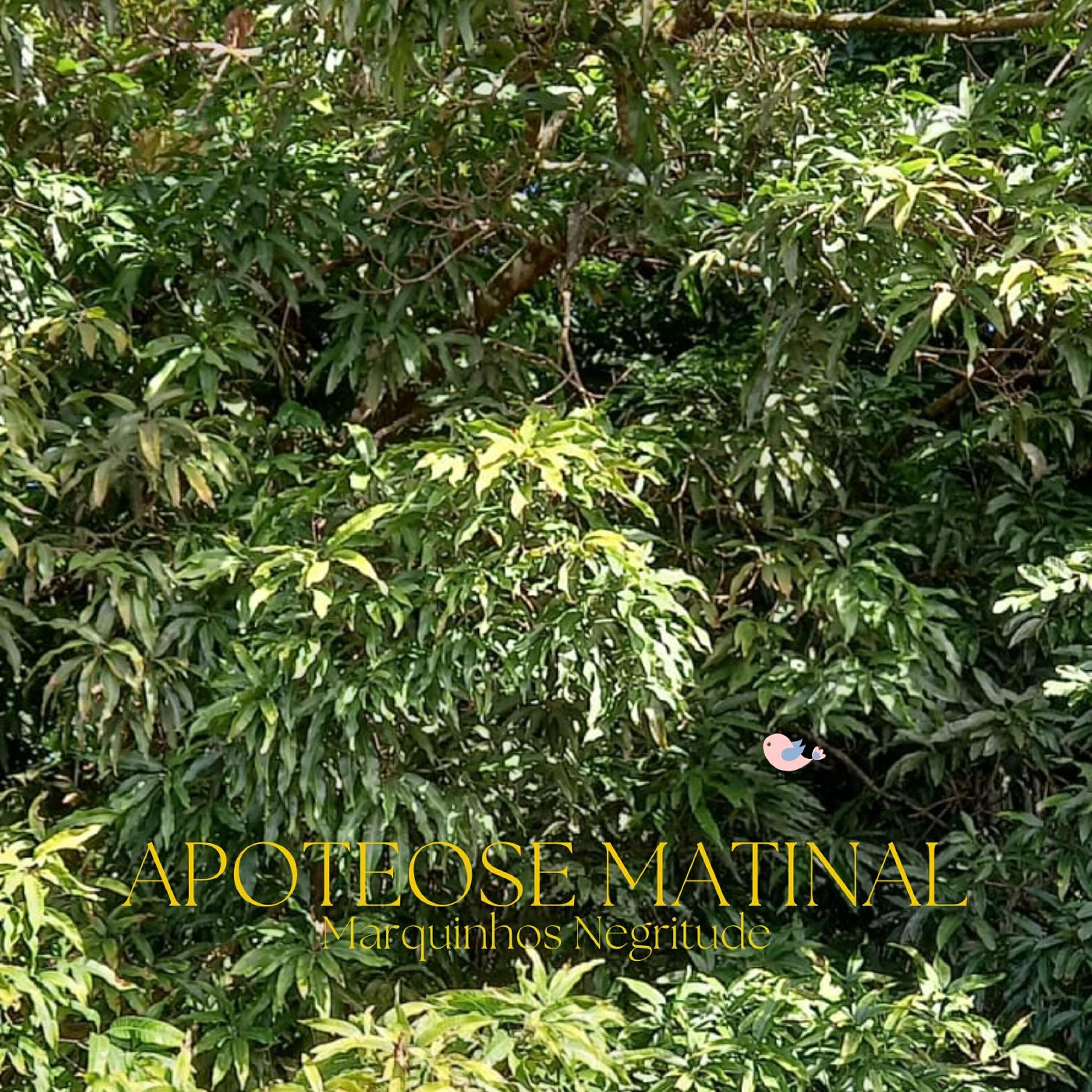 Релиз Apoteose Matinal