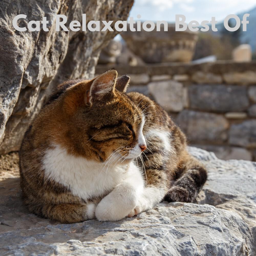 Релиз Cat Relaxation Best Of