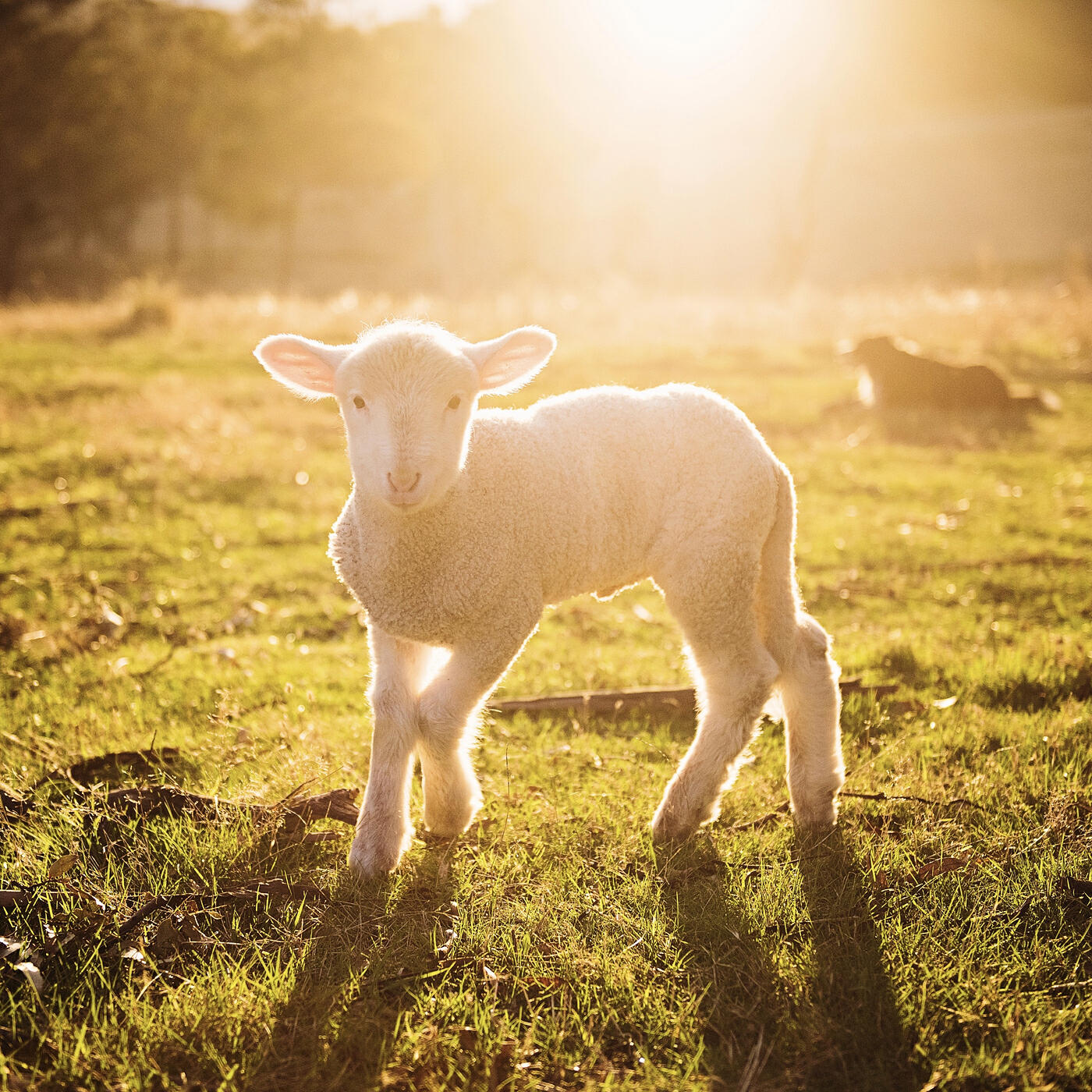 Релиз Psalm 23