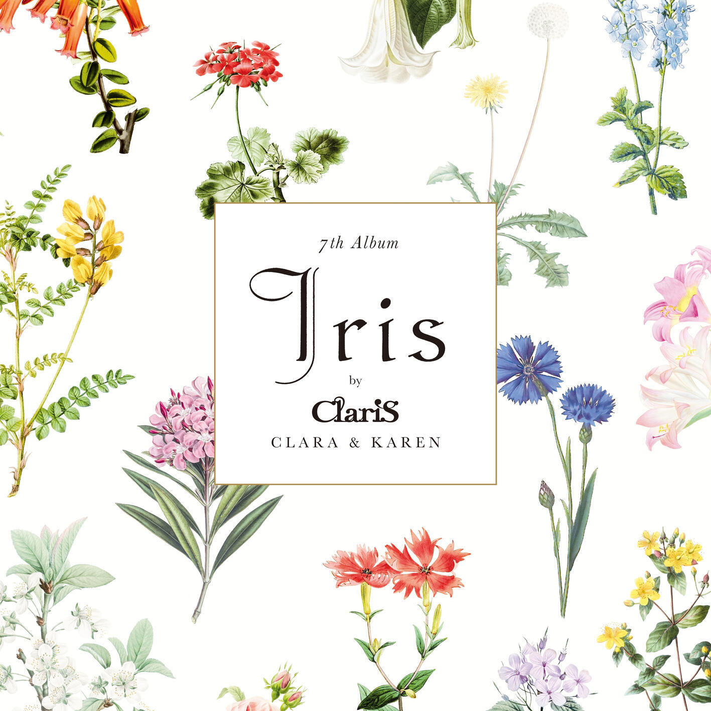 Релиз Iris