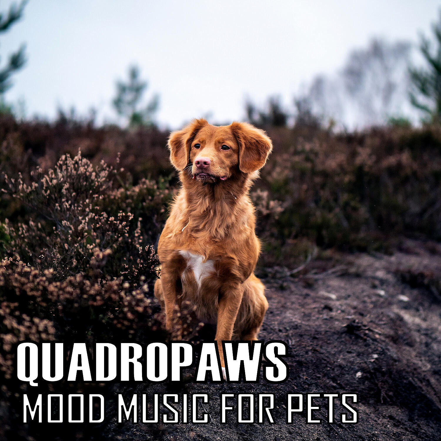 Релиз QUADROPAWS: Mood Music For Pets