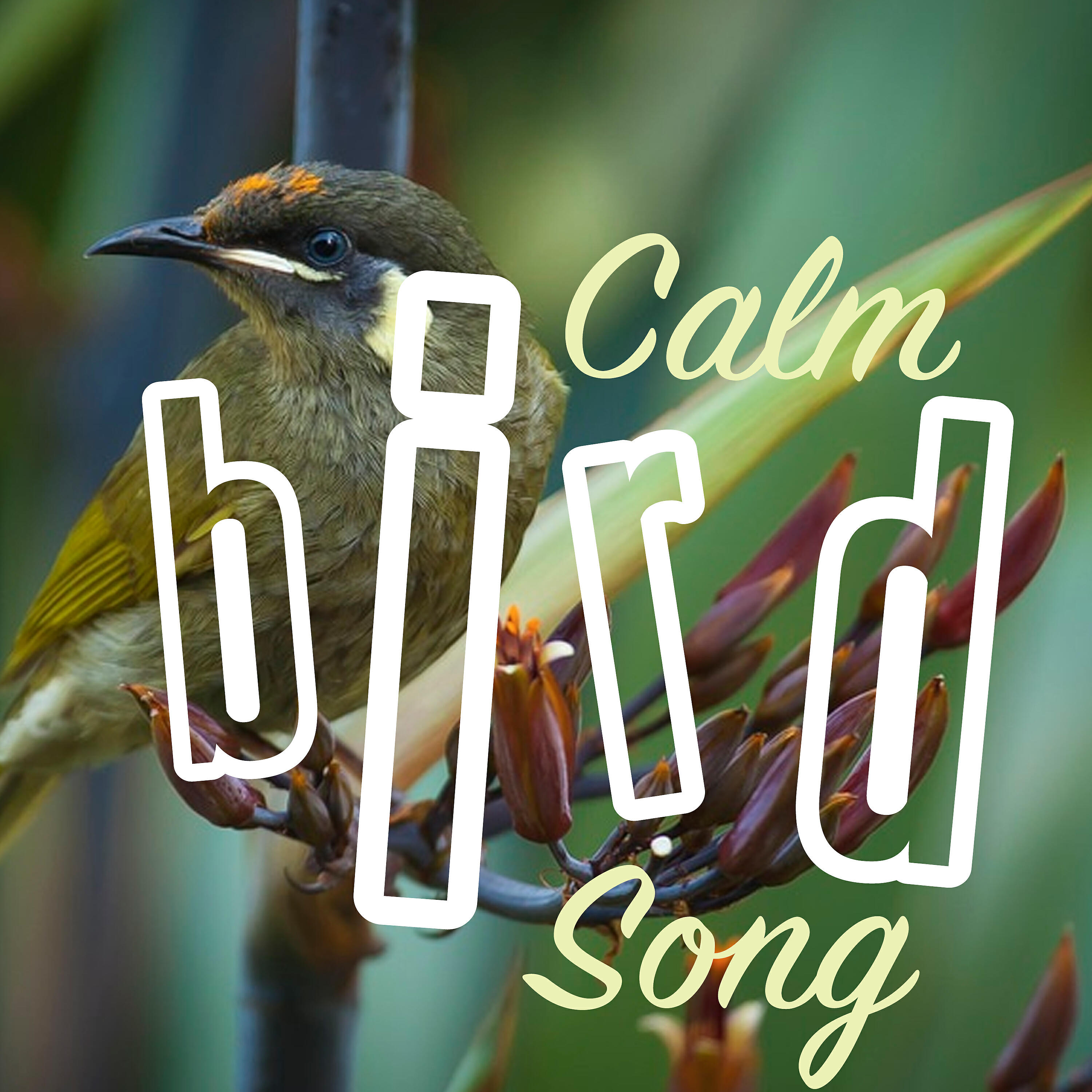 Постер альбома Calm Bird Song