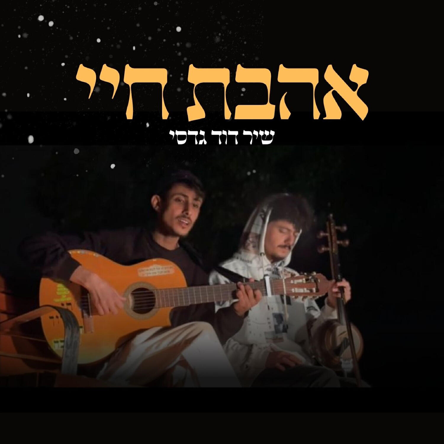 טל פלד