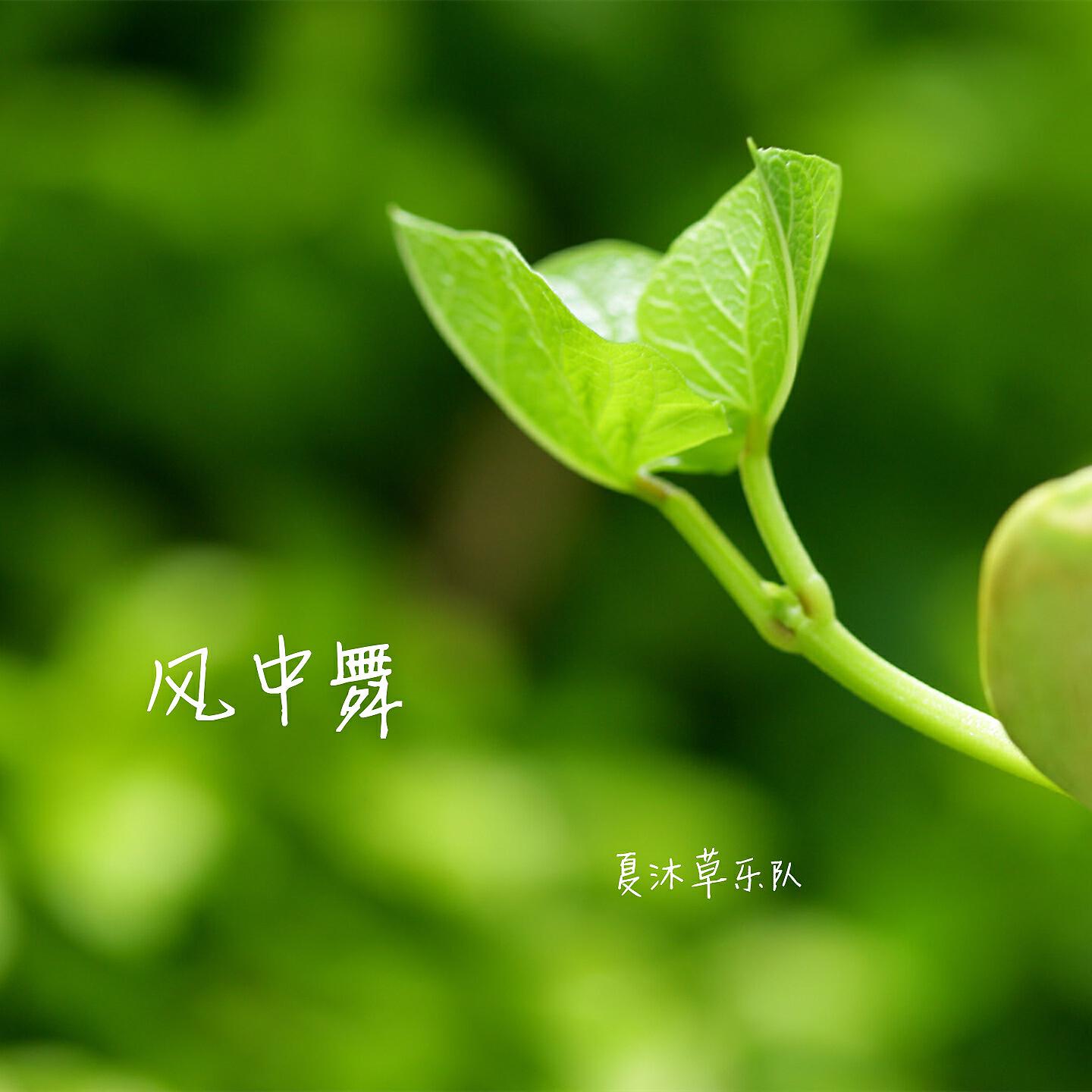 Релиз 风中舞
