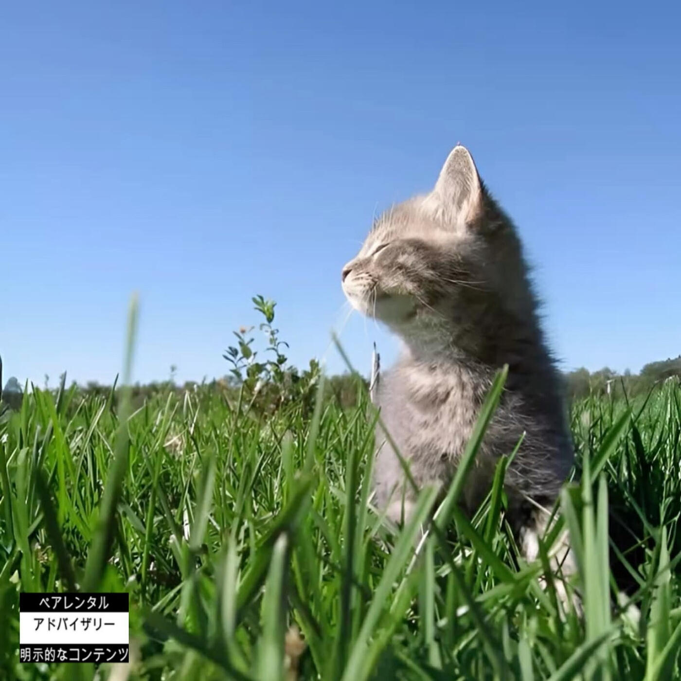 Релиз Mam Frezat