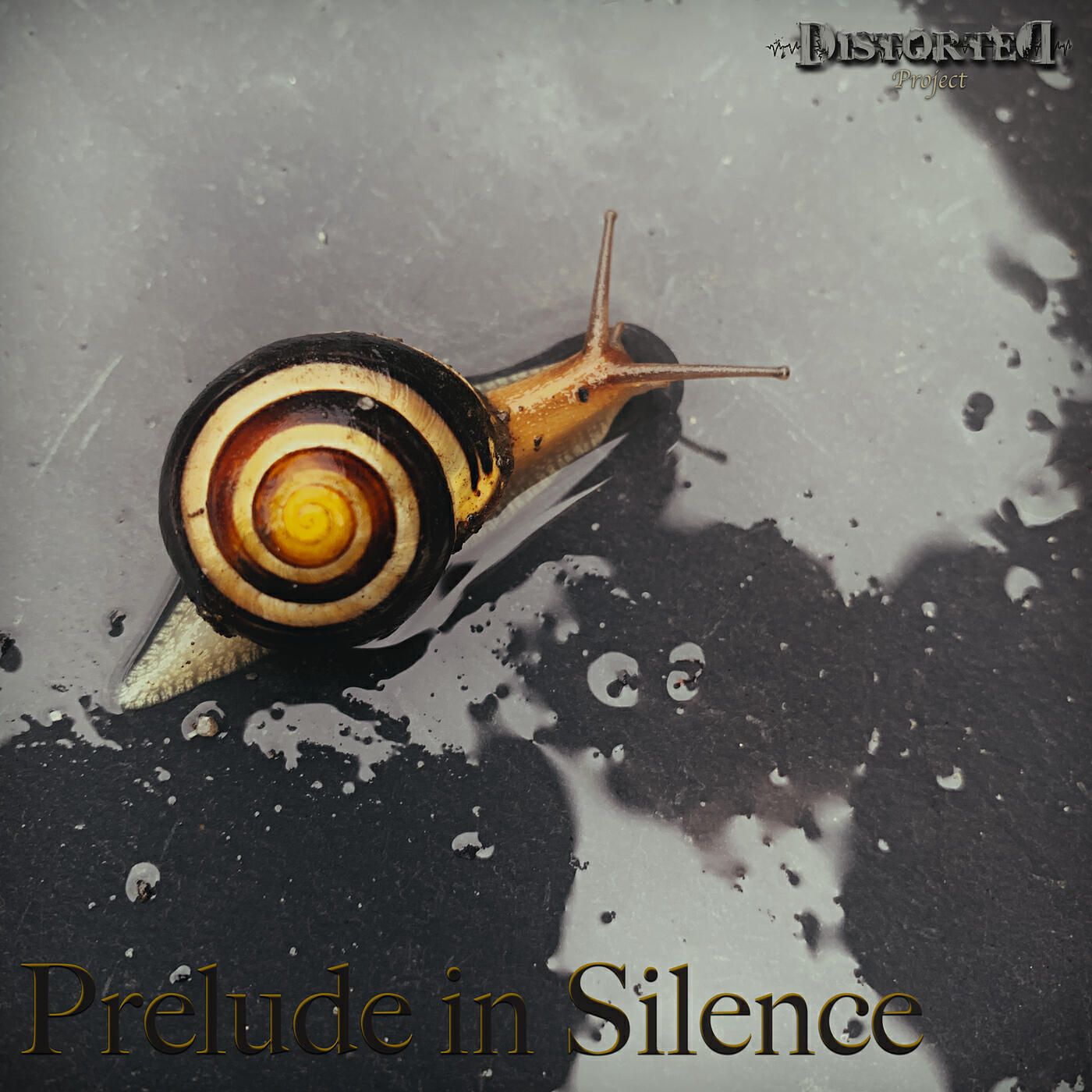Distorted Project