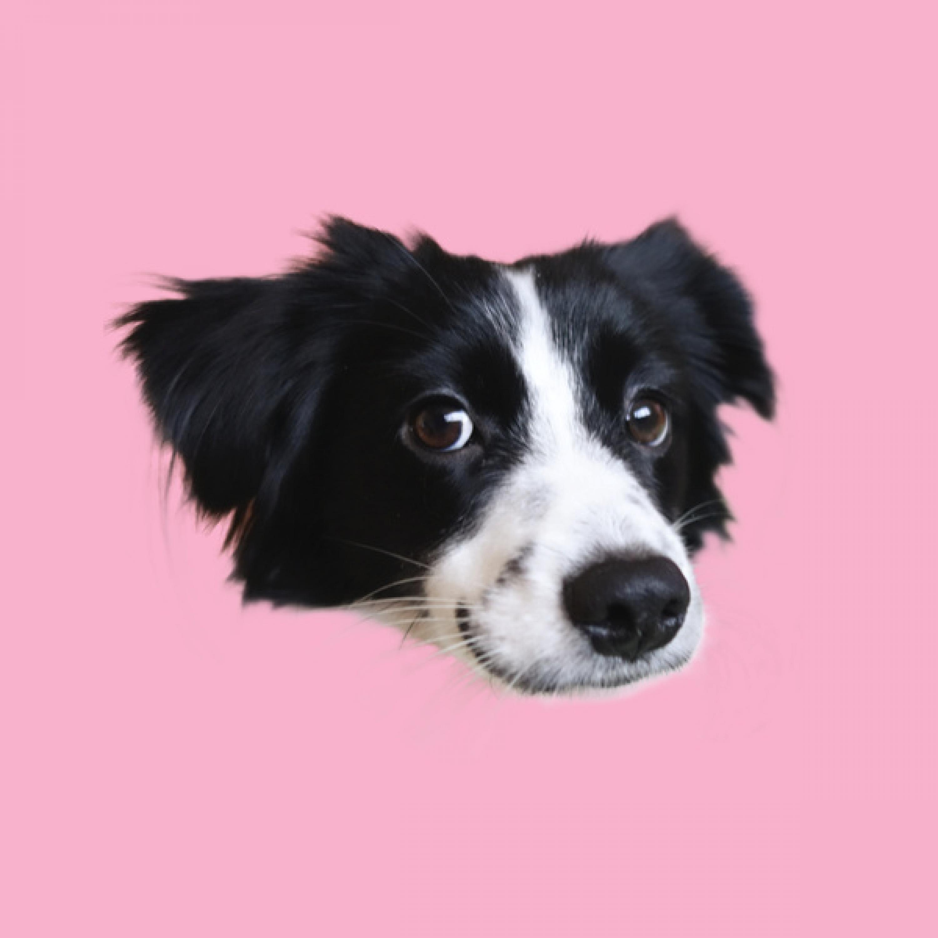 Релиз SODA POP