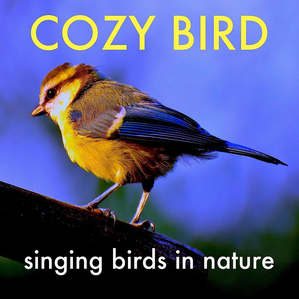 Cozy Bird